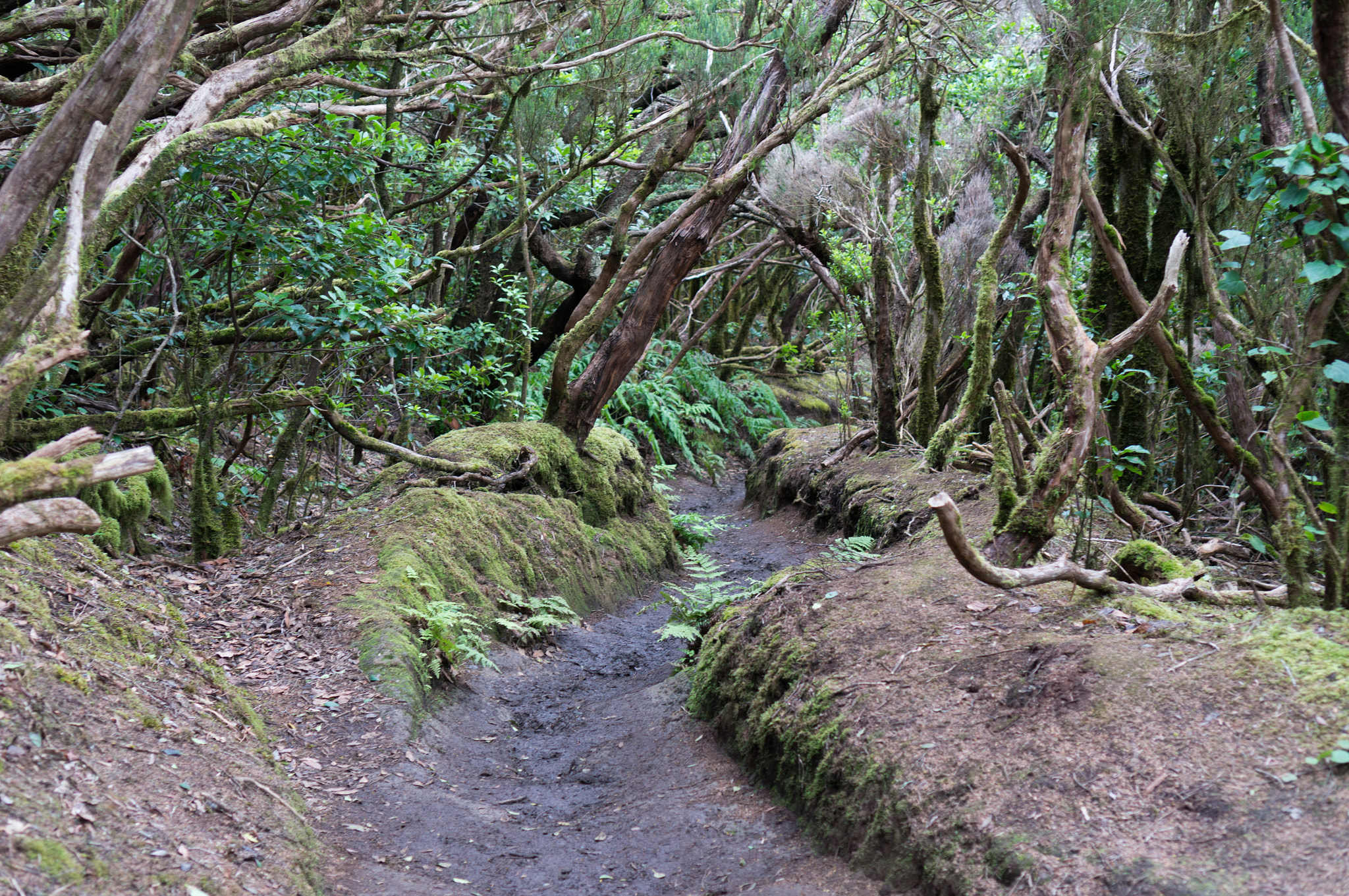 Sony Alpha NEX-5R + Sony E 35mm F1.8 OSS sample photo. Sacred forest photography