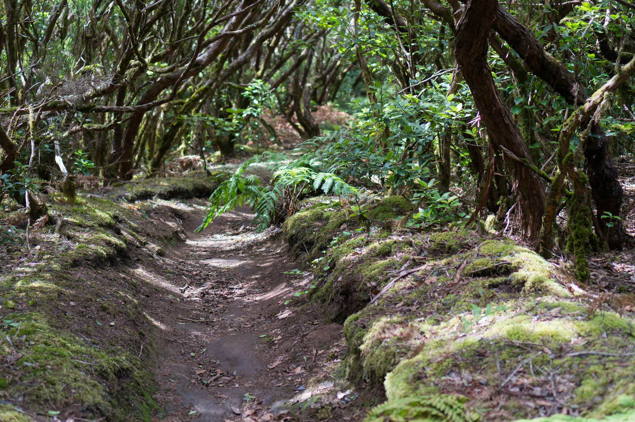 Sony Alpha NEX-5R sample photo. Path in the woods photography