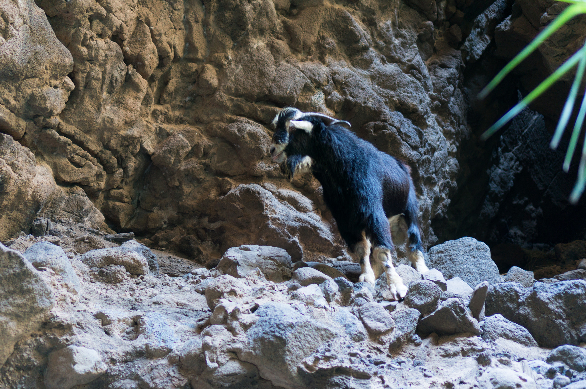 Sony Alpha NEX-5R sample photo. Goat on the mountain photography