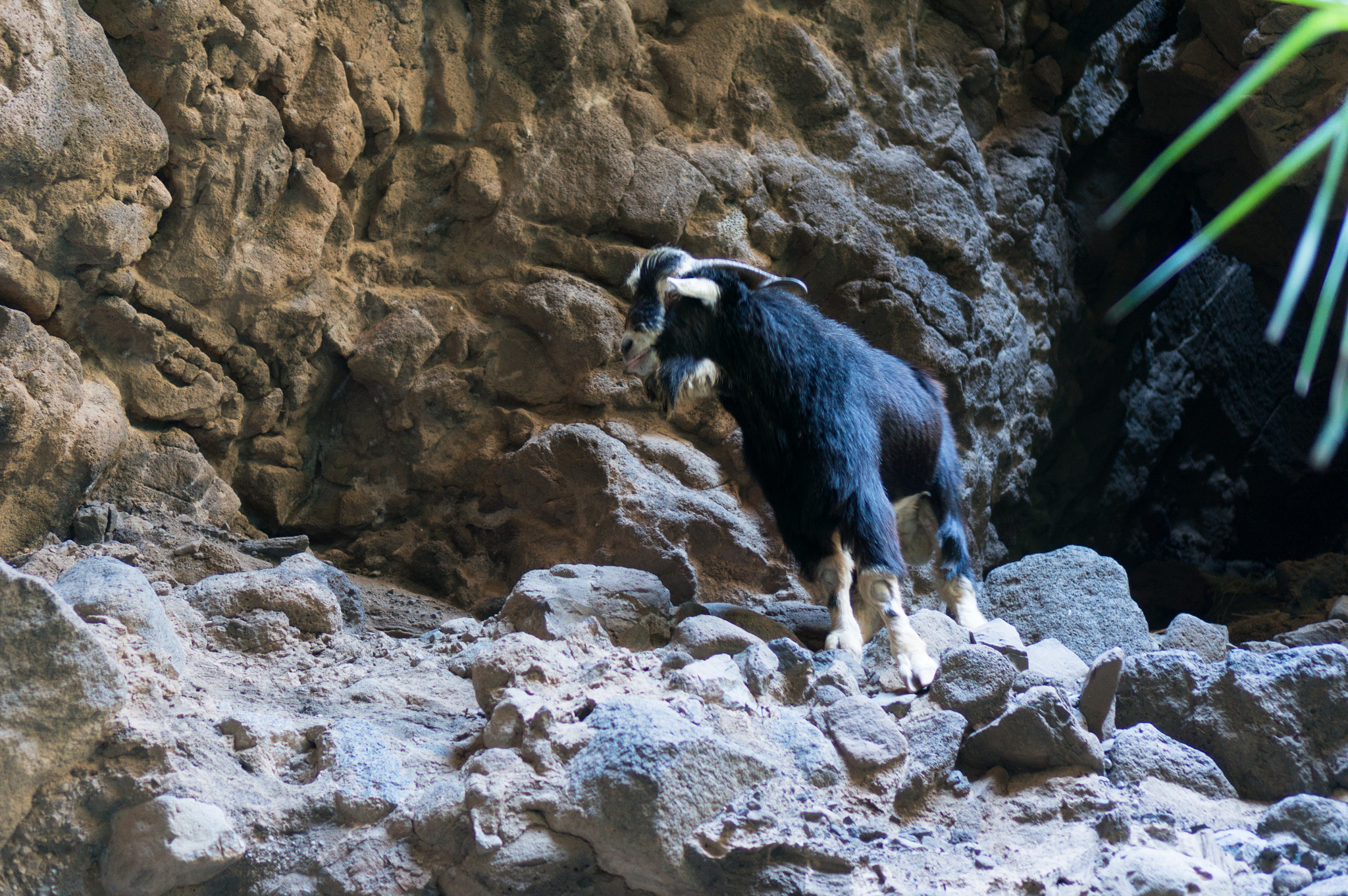 Sony Alpha NEX-5R + Sony E 35mm F1.8 OSS sample photo. Goat on the mountain photography