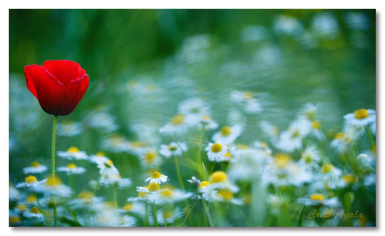 Nikon D4 sample photo. Spring is in the air! photography