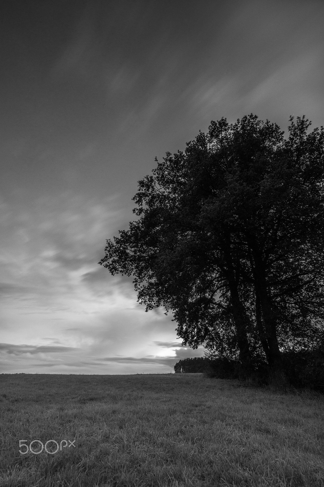 Sony a6000 sample photo. Dark tree photography