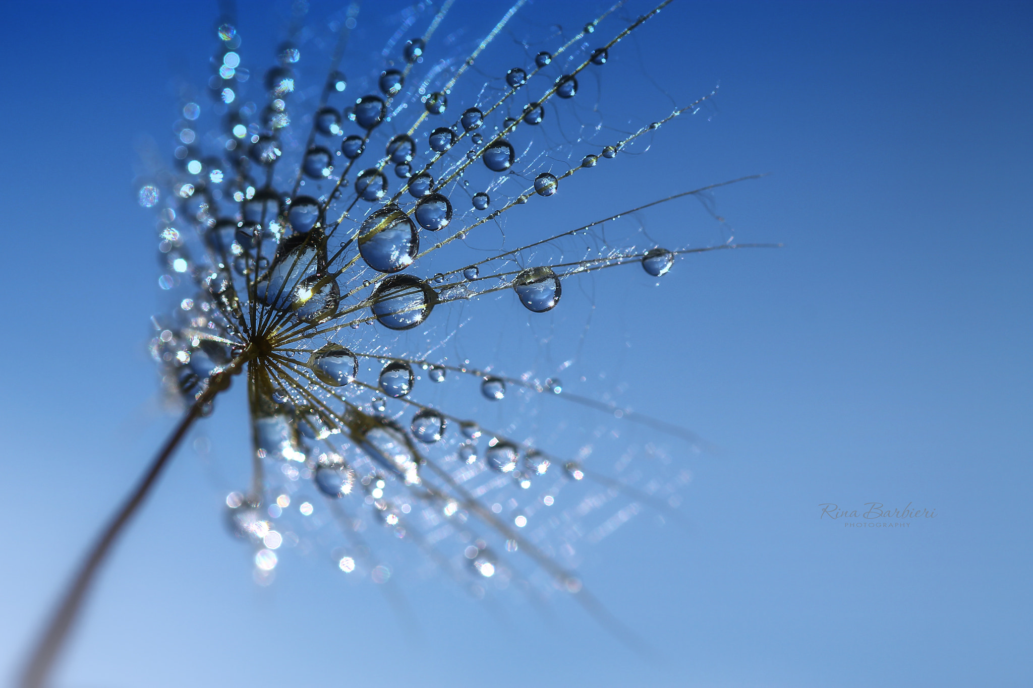 Sigma 105mm F2.8 EX DG OS HSM sample photo. Toward the sun photography