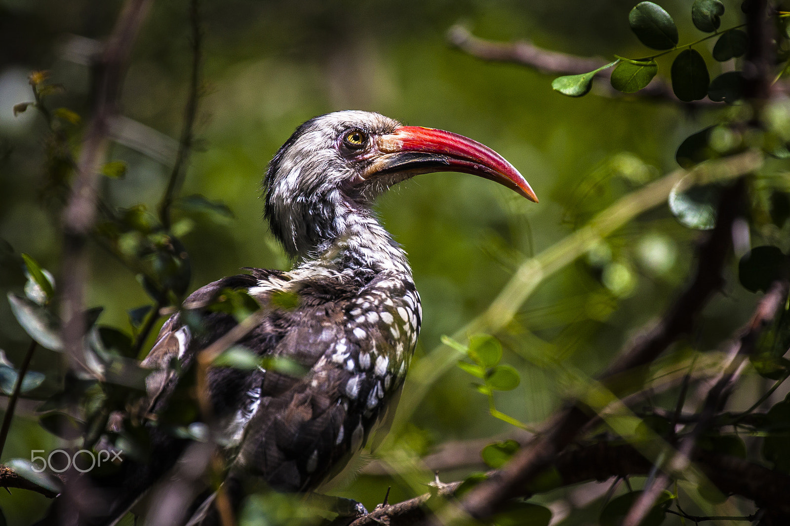 Canon EOS 40D sample photo. Southern red billed hornbill photography