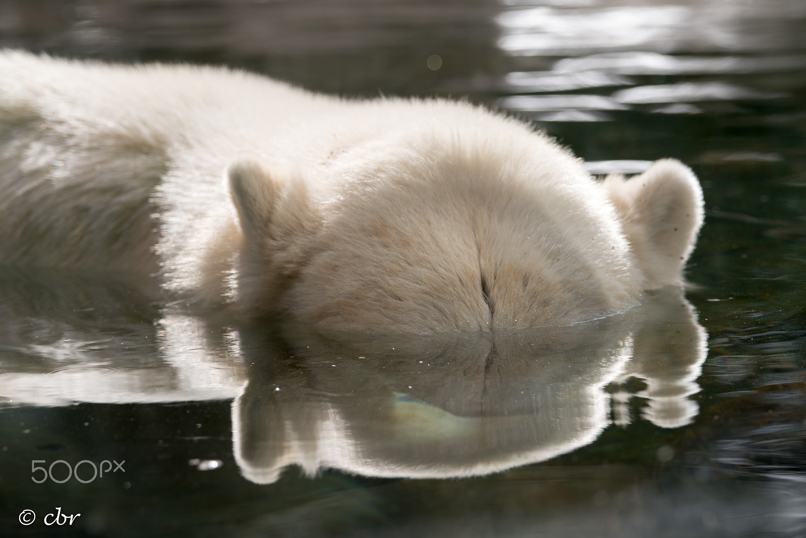 Sony 70-400mm F4-5.6 G SSM II sample photo. Reflecting bear photography