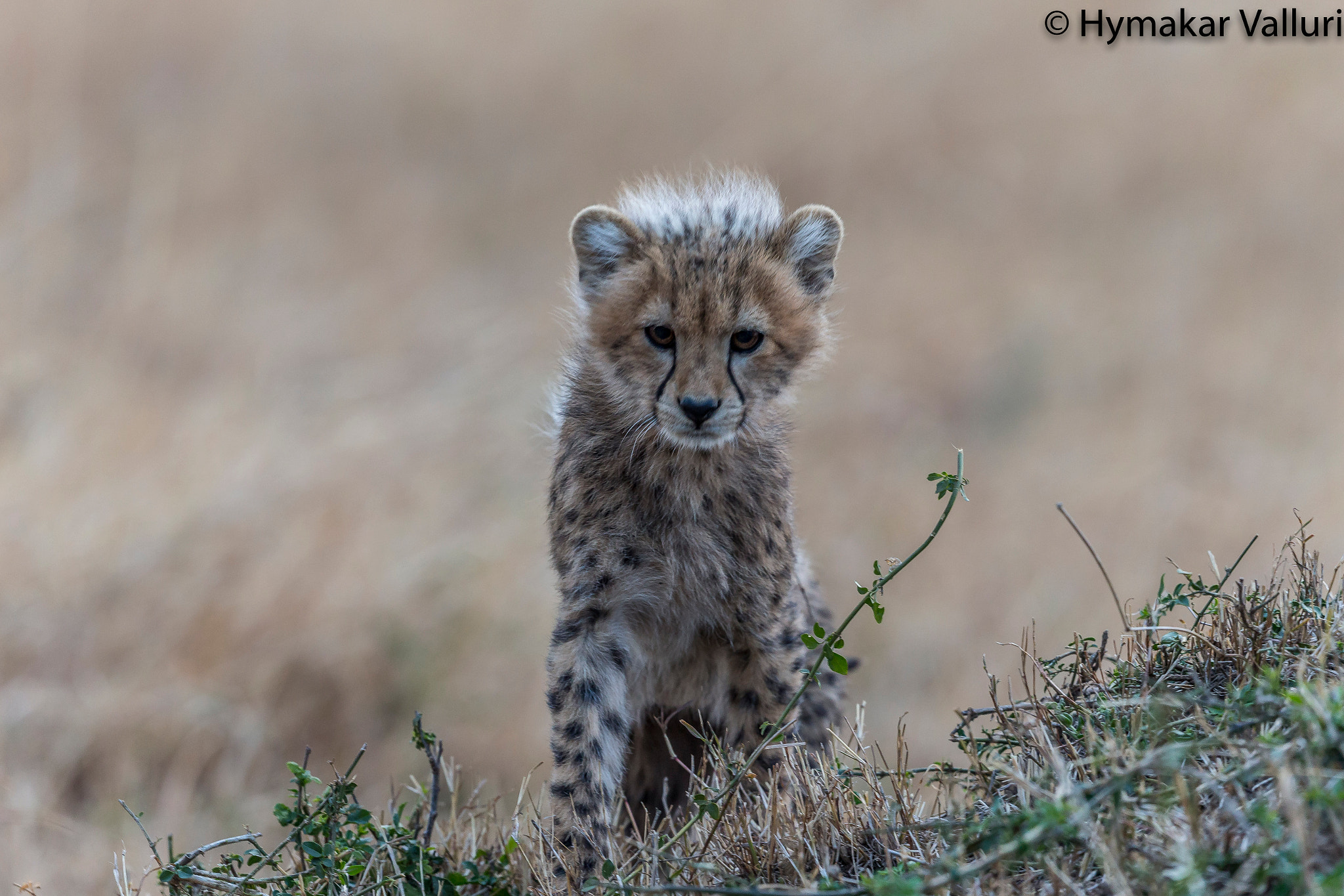 Canon EOS-1D X sample photo. Cheetah cub photography