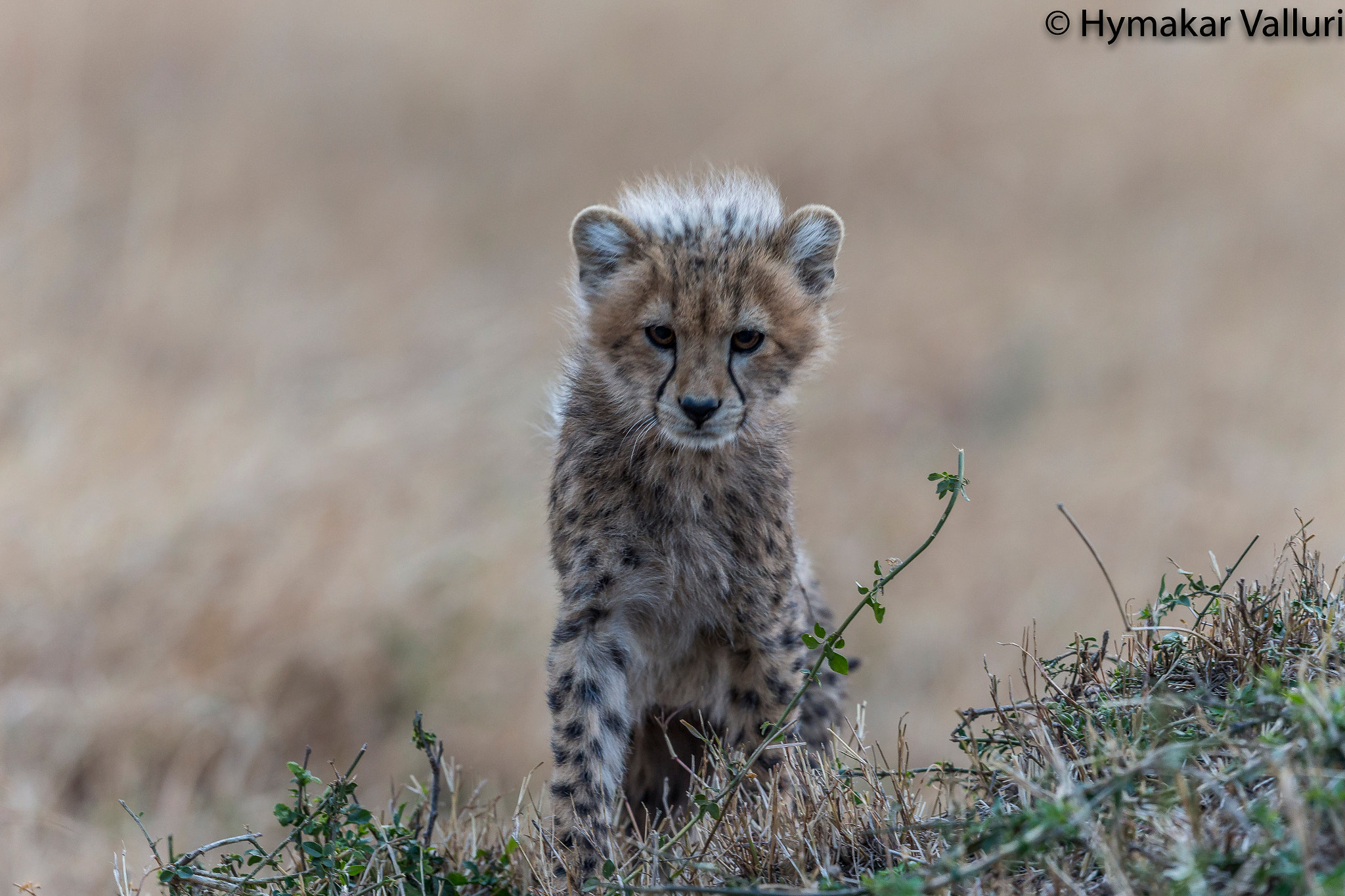 Canon EF 500mm F4L IS II USM sample photo. Cheetah cub photography