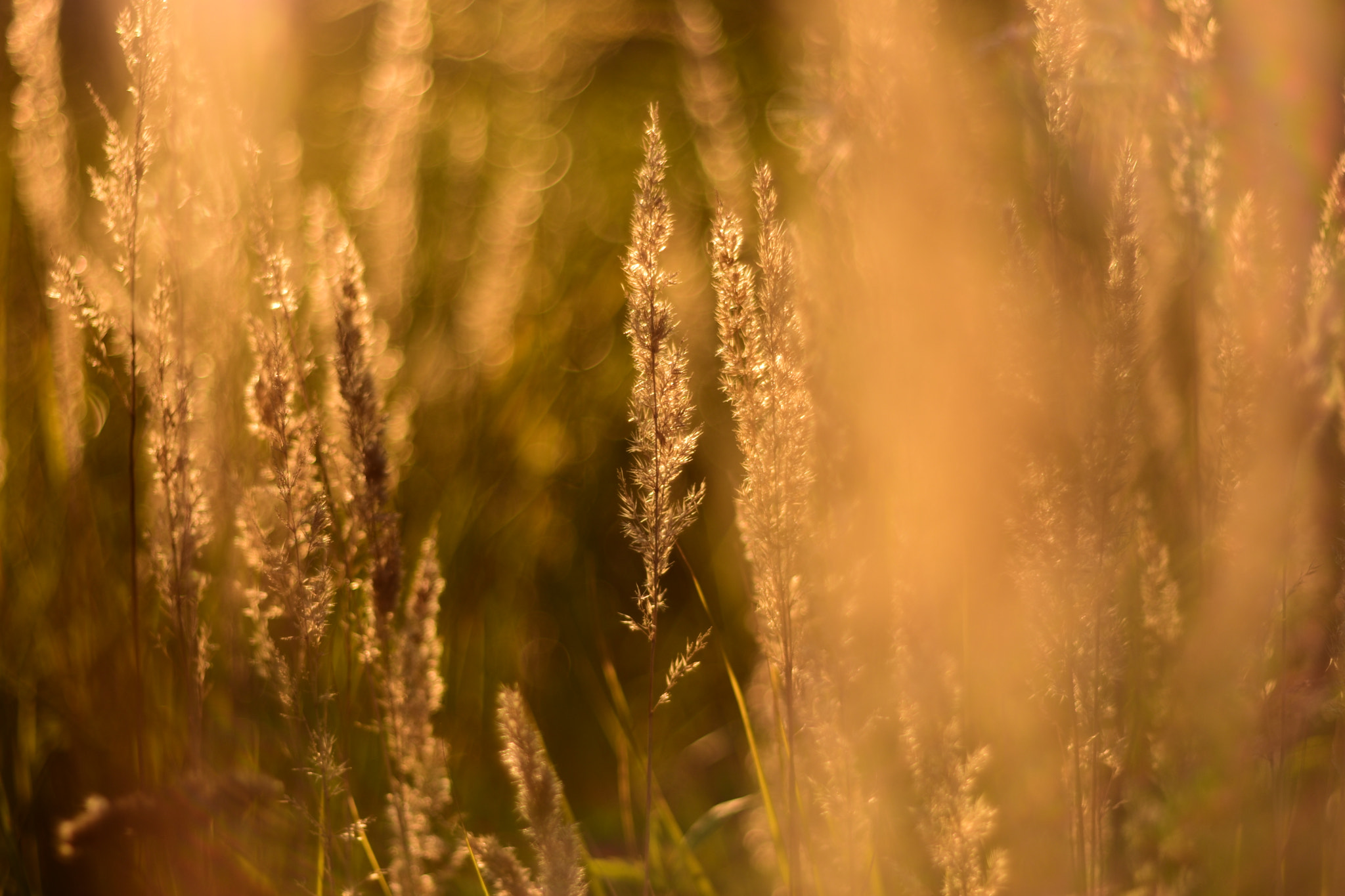 Manual Lens No CPU sample photo. Gold grass  photography