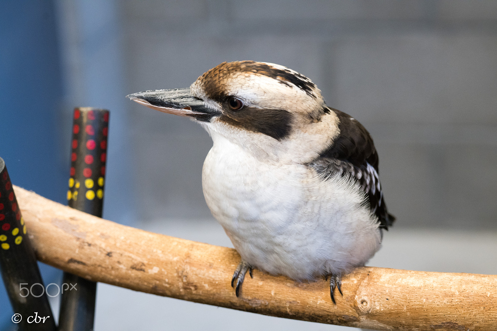 Sony 70-400mm F4-5.6 G SSM II sample photo. Laughing kookaburra photography