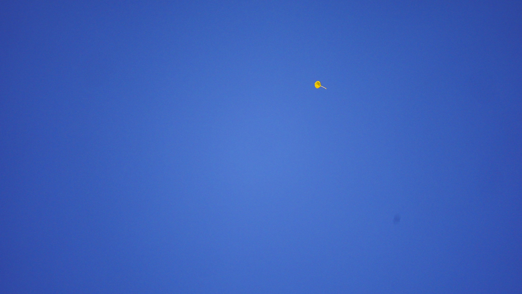 Panasonic Lumix DMC-GX8 + LEICA DG 100-400/F4.0-6.3 sample photo. Changing colors photography
