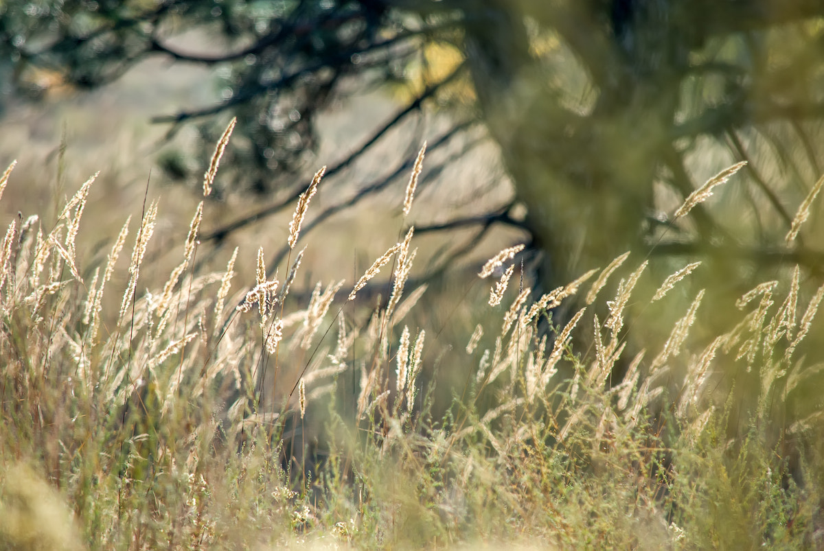 Nikon D200 sample photo. Аutumn photography