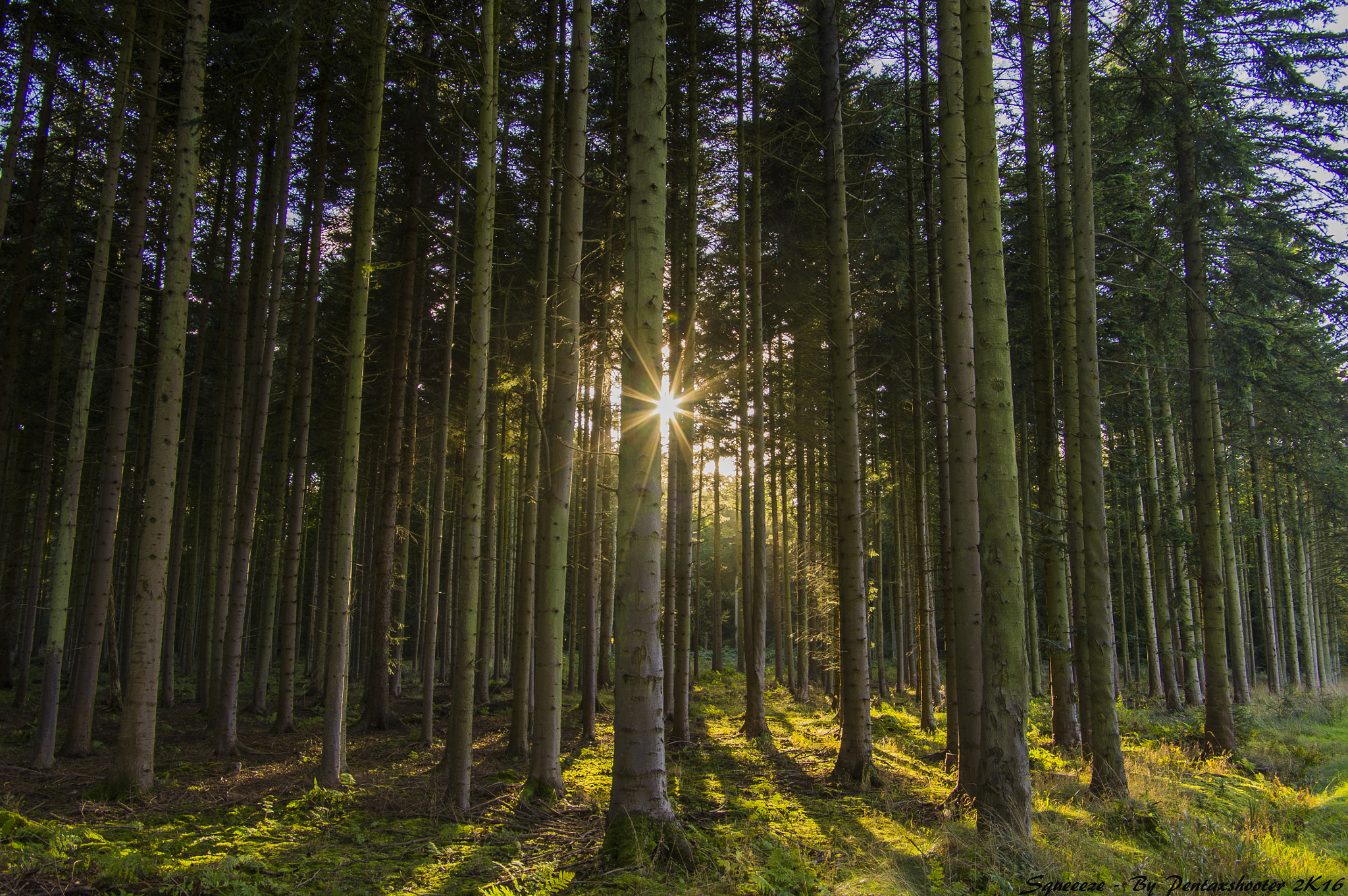 Pentax smc DA 16-45mm F4 ED AL sample photo. Woodz...  photography