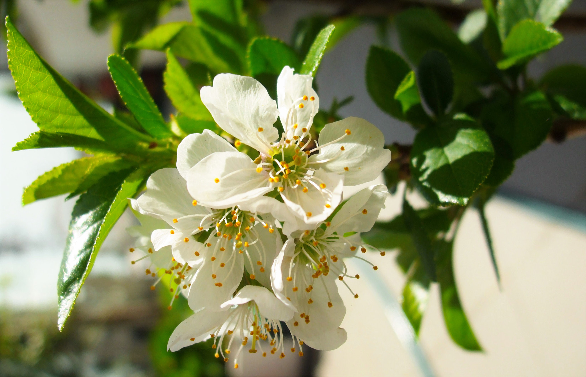 Fujifilm FinePix A820 sample photo. Cherry tree flowers photography