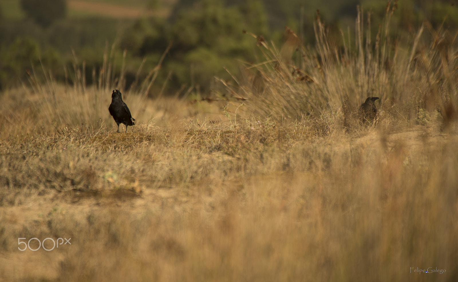 Sigma 50-500mm F4.5-6.3 DG OS HSM sample photo. Los cuervos de las dunas photography