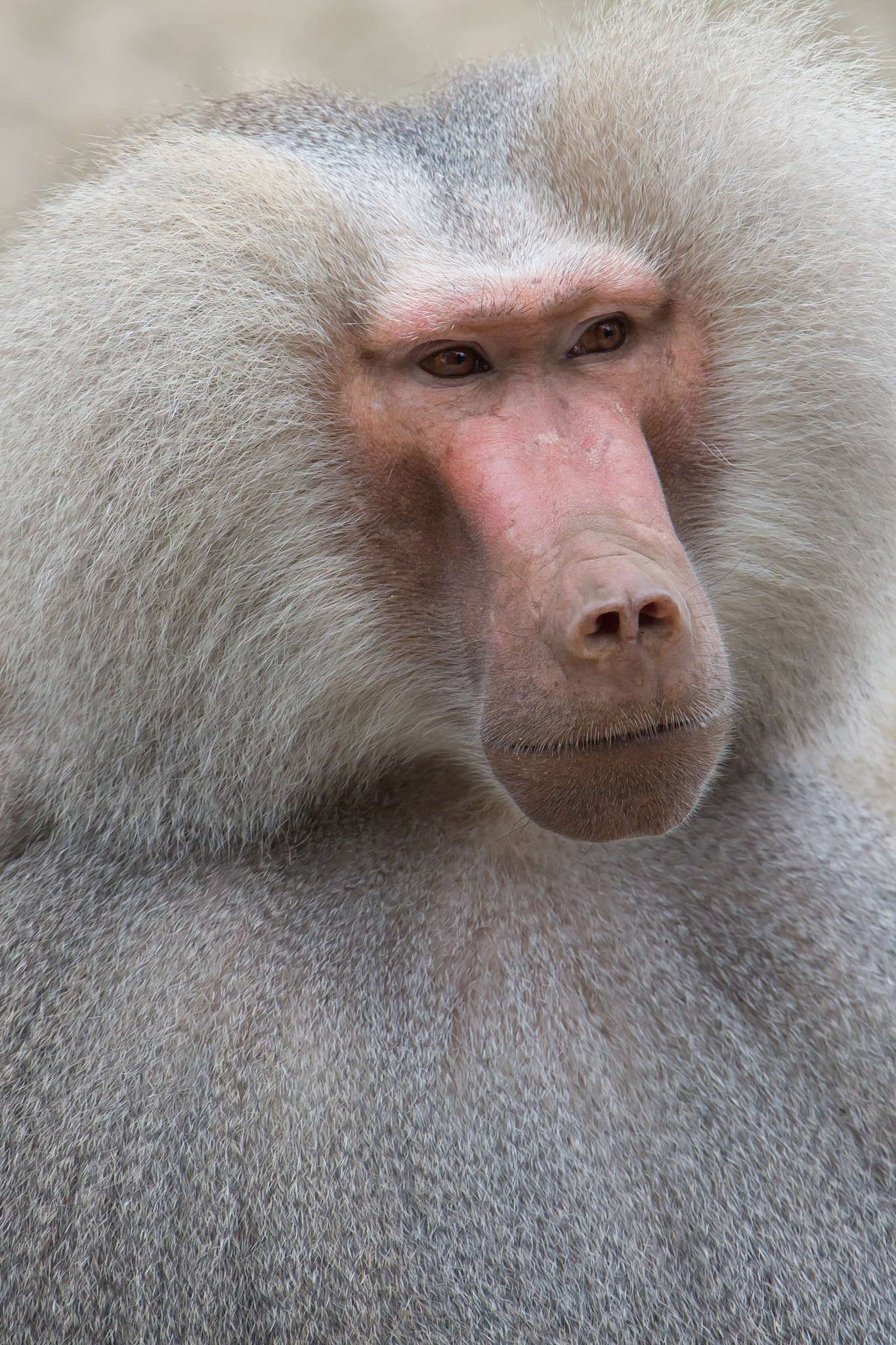 Canon EF 300mm F2.8L IS USM sample photo. Portrait eines pavian photography