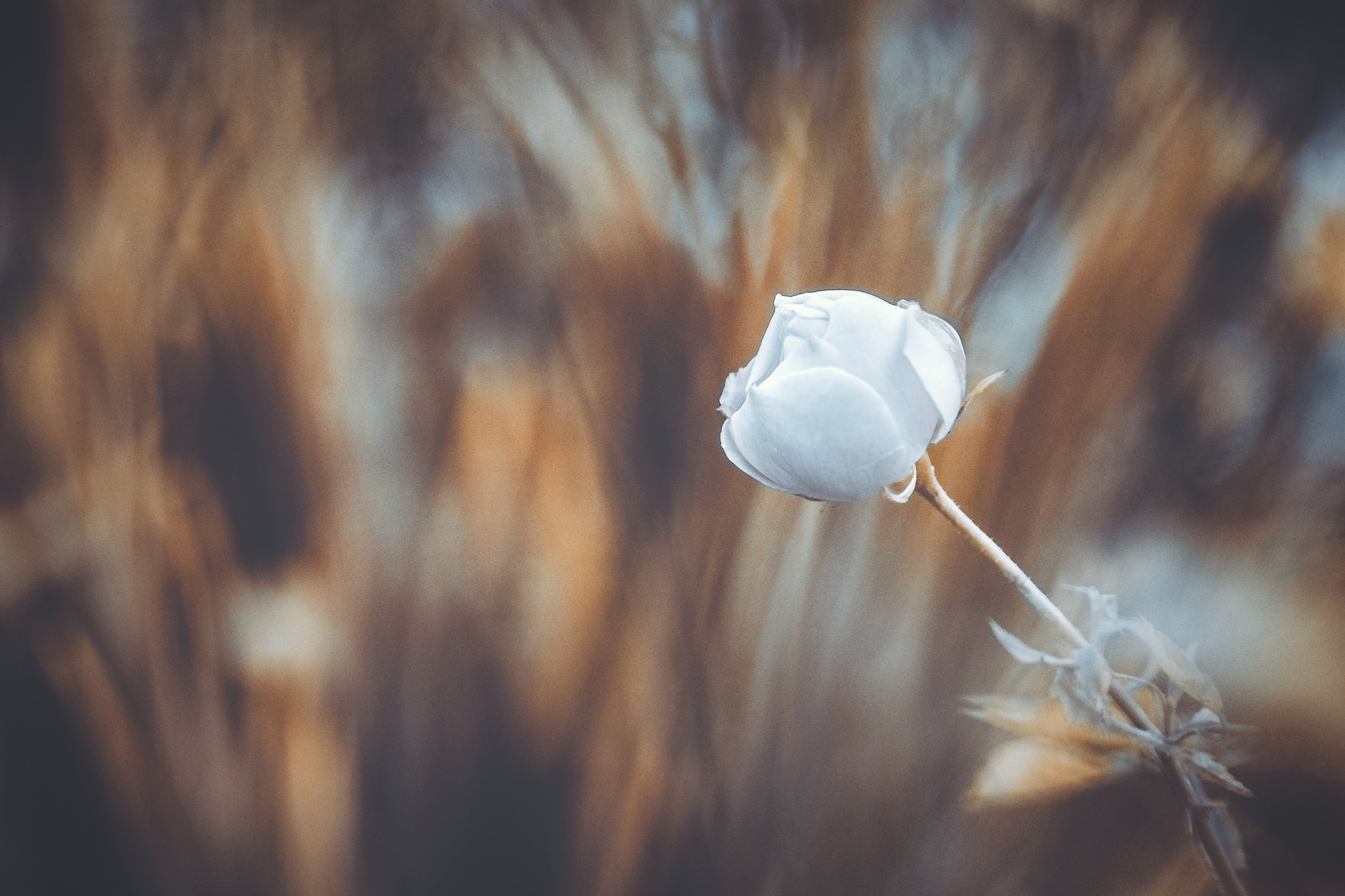 Fujifilm X-E1 + Fujifilm XF 60mm F2.4 R Macro sample photo. White fire with fire photography