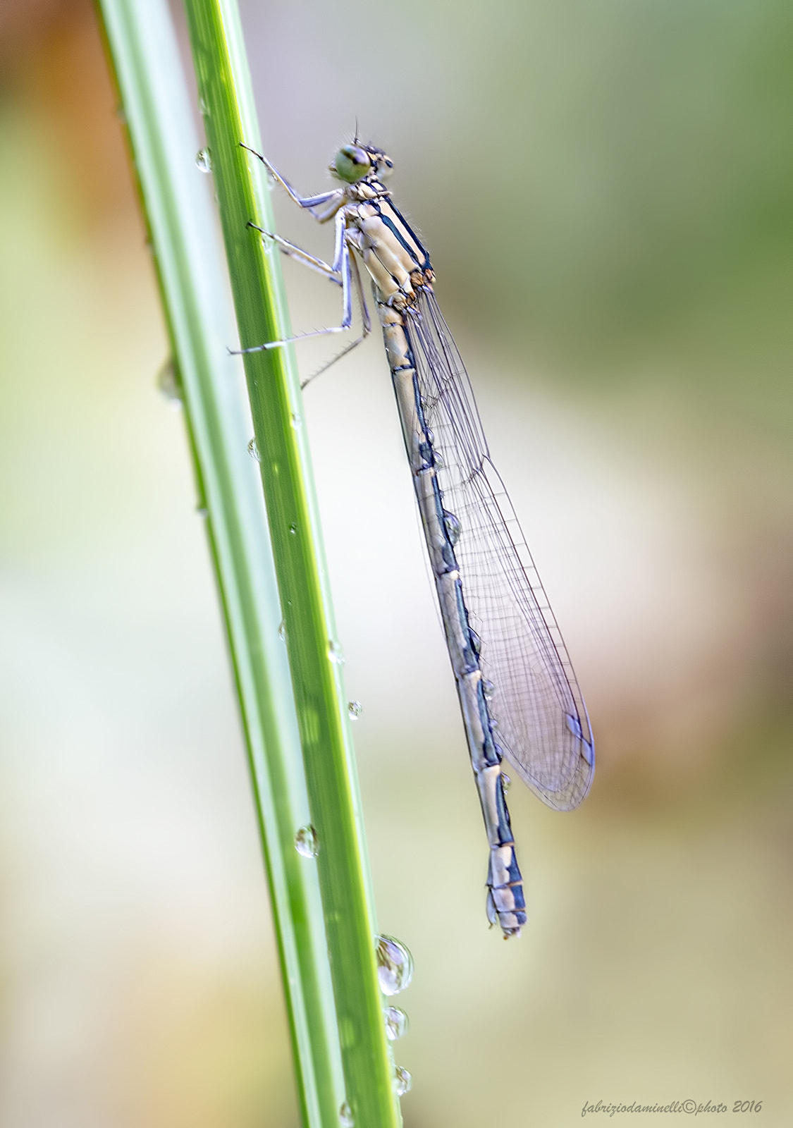 Canon EF 100mm F2.8L Macro IS USM sample photo. Enallagma cyathigerum  - female photography