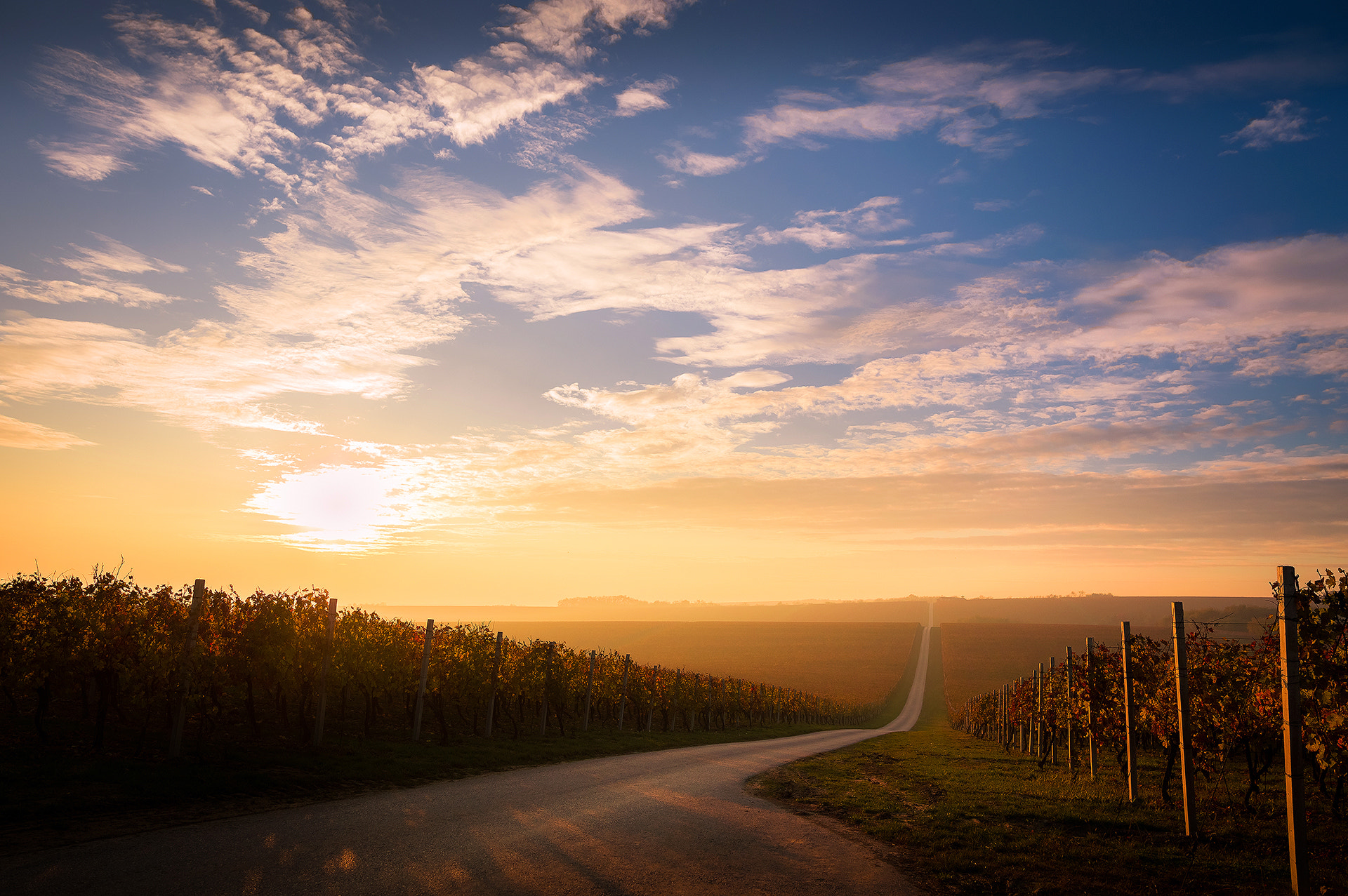 Nikon D3200 + Samyang 16mm F2 ED AS UMC CS sample photo. Wine road photography