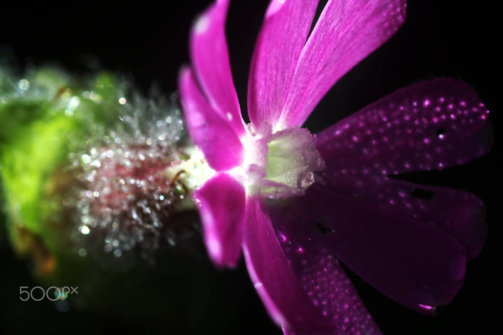 Nikon D7100 + Nikon AF Micro-Nikkor 60mm F2.8D sample photo. Red campion with dew drops photography