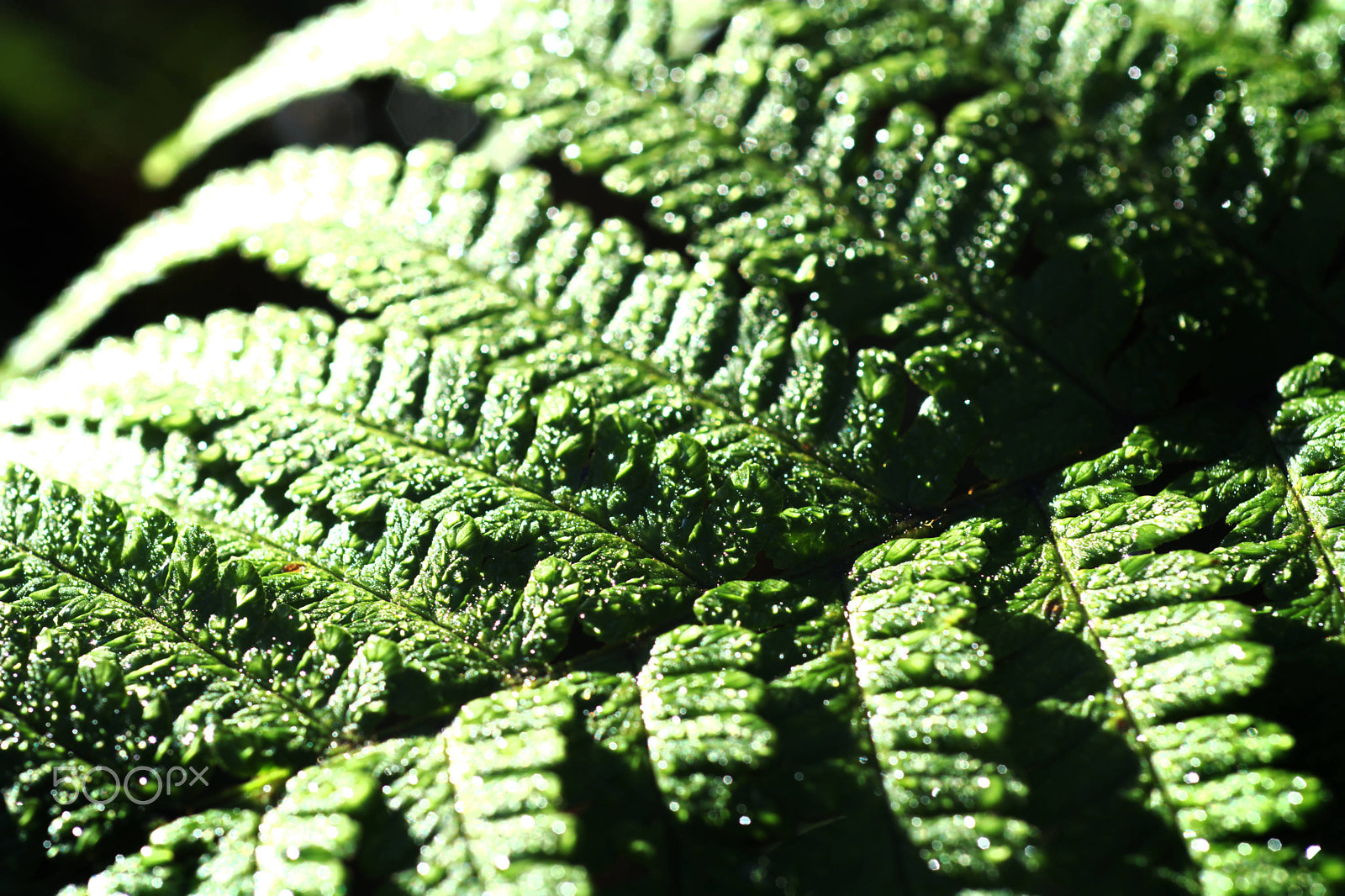 Nikon D7100 sample photo. Sunlight across a fern photography