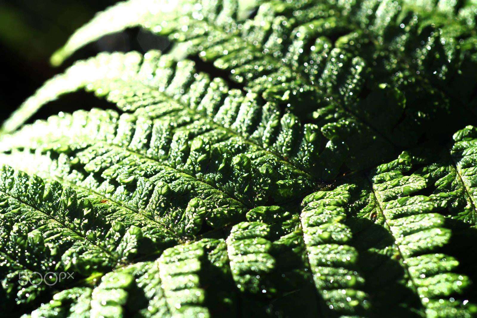 Nikon D7100 + Nikon AF Micro-Nikkor 60mm F2.8D sample photo. Sunlight across a fern photography