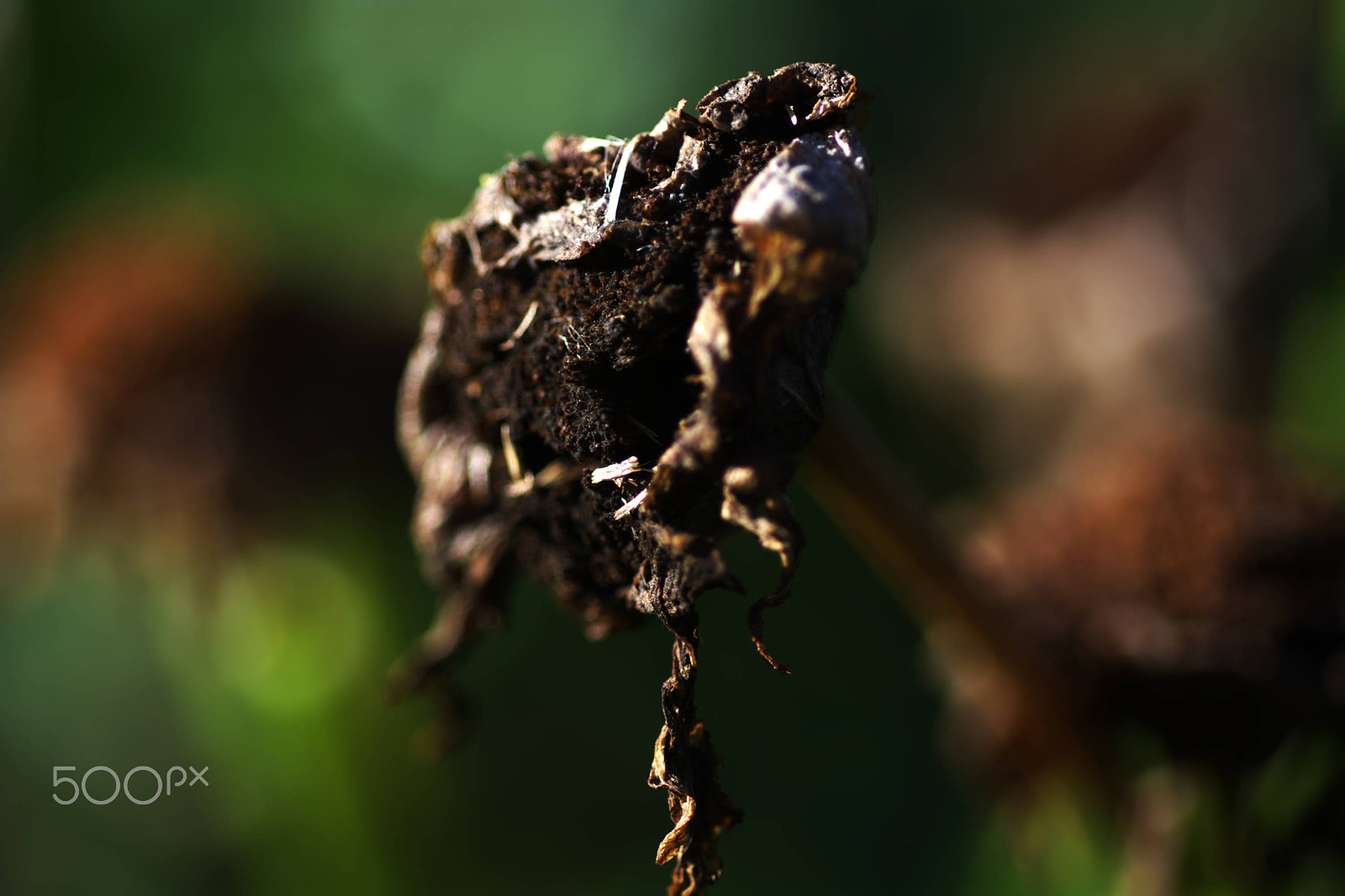 Nikon D7100 sample photo. Dried flower head photography