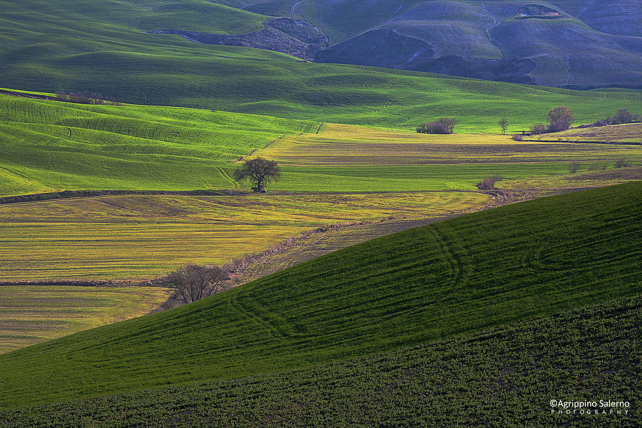 Canon EOS 40D + Canon EF 70-200mm F4L IS USM sample photo. Tuscan land photography