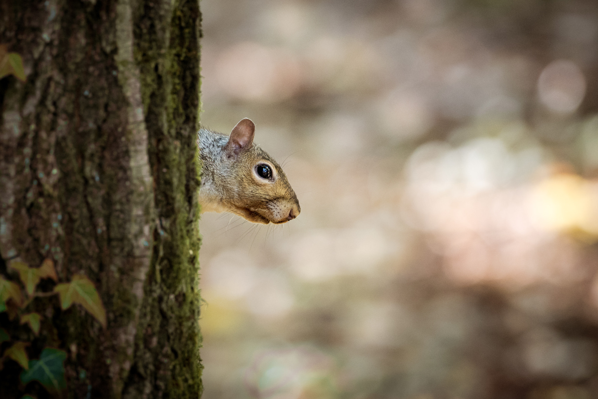 Olympus OM-D E-M1 sample photo. Squirrel head photography