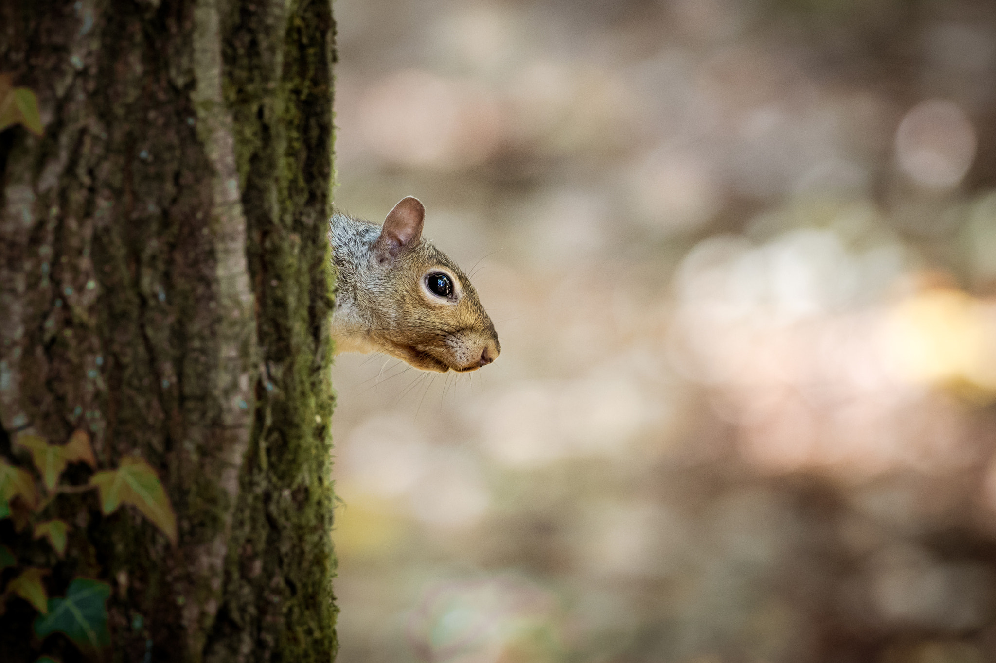 Olympus OM-D E-M1 + OLYMPUS M.300mm F4.0 sample photo. Squirrel head photography