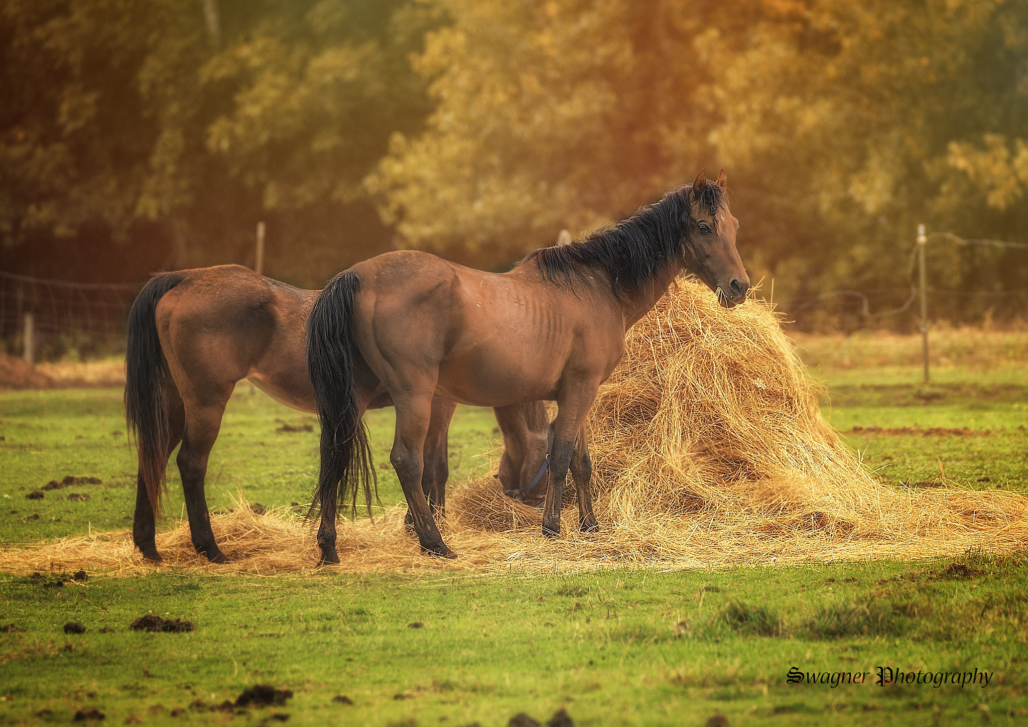 150-600mm F5-6.3 DG OS HSM | Contemporary 015 sample photo. Grazing time photography