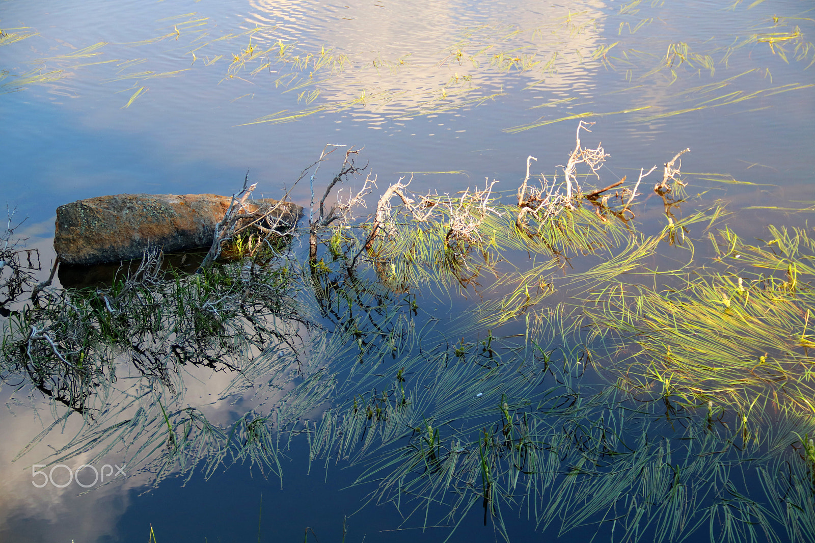 Canon EOS 750D (EOS Rebel T6i / EOS Kiss X8i) sample photo. Lake grasses 4011 photography