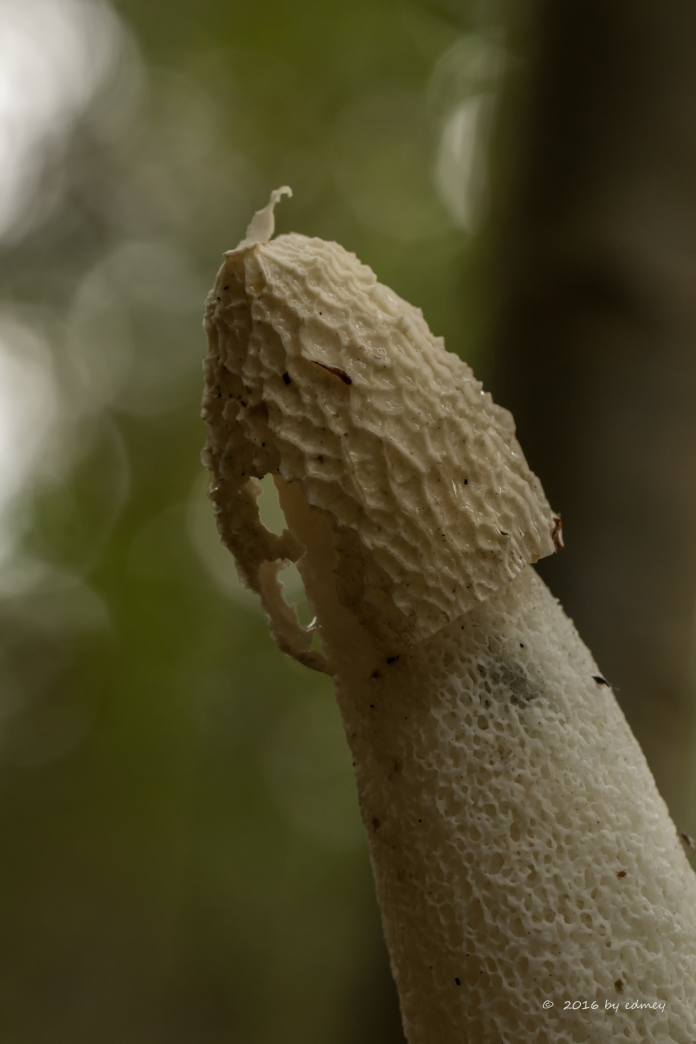 Canon EF 100mm F2.8L Macro IS USM sample photo. Dildo photography