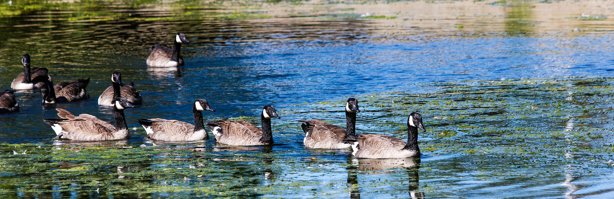 Canon EF 70-300mm F4-5.6 IS USM sample photo. Gathering  photography