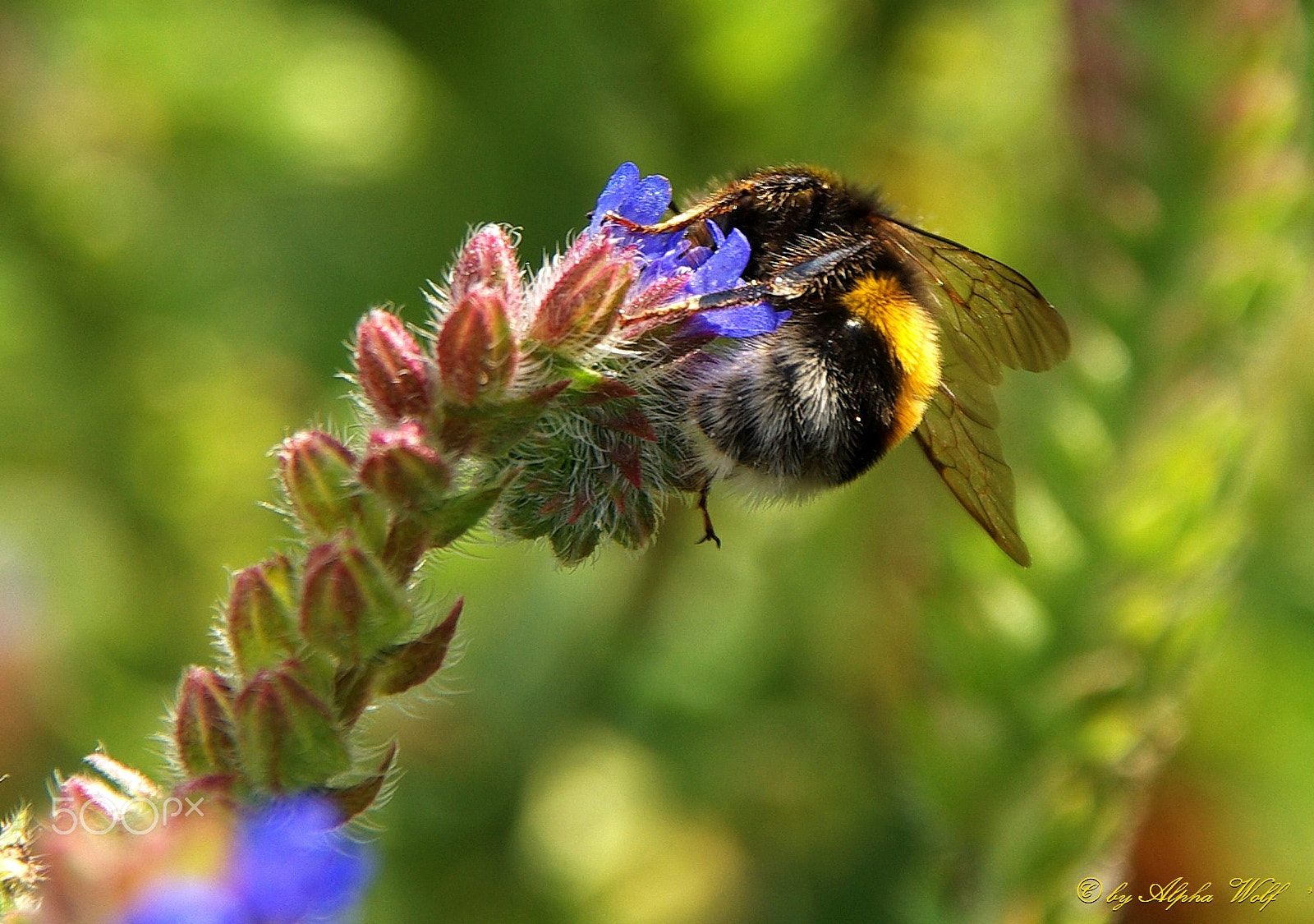 Pentax K10D sample photo. Bumblebee photography