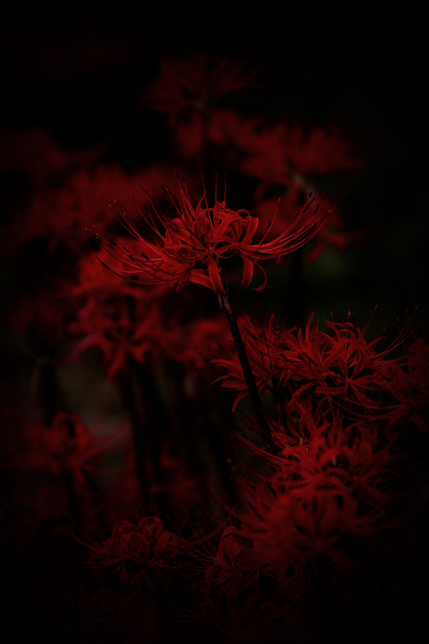 Canon EF 70-200mm F2.8L USM sample photo. Bewitching flower photography