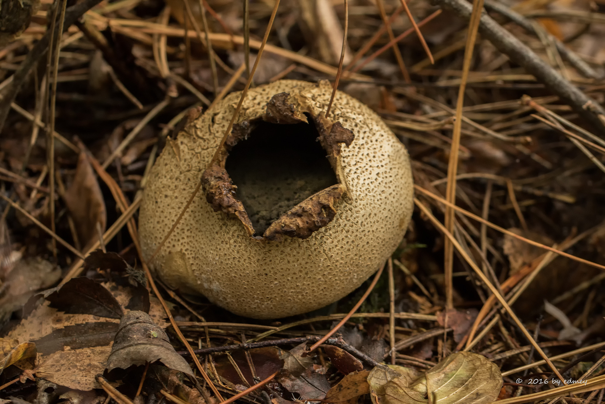 Canon EF 100mm F2.8L Macro IS USM sample photo. Gemeine kartoffel photography