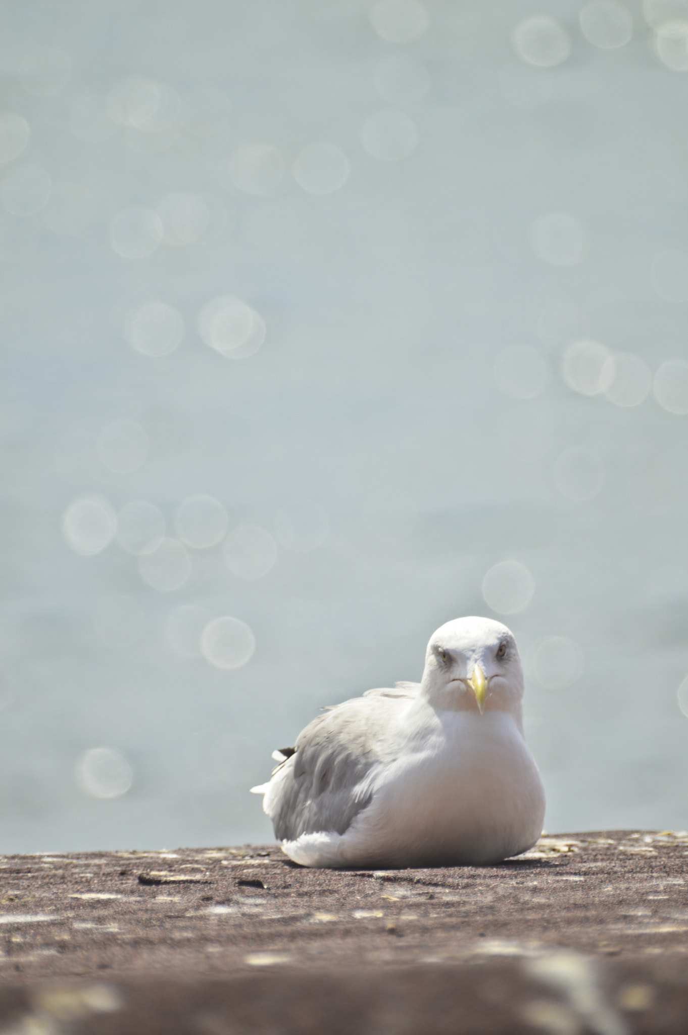 AF Zoom-Nikkor 28-80mm f/3.5-5.6D sample photo. Focus photography