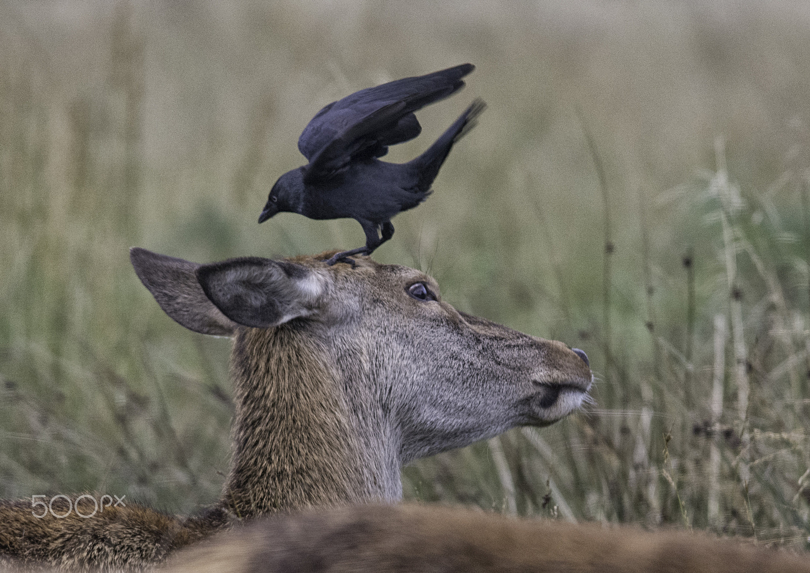 Sigma 150-500mm F5-6.3 DG OS HSM sample photo. Get off my head photography