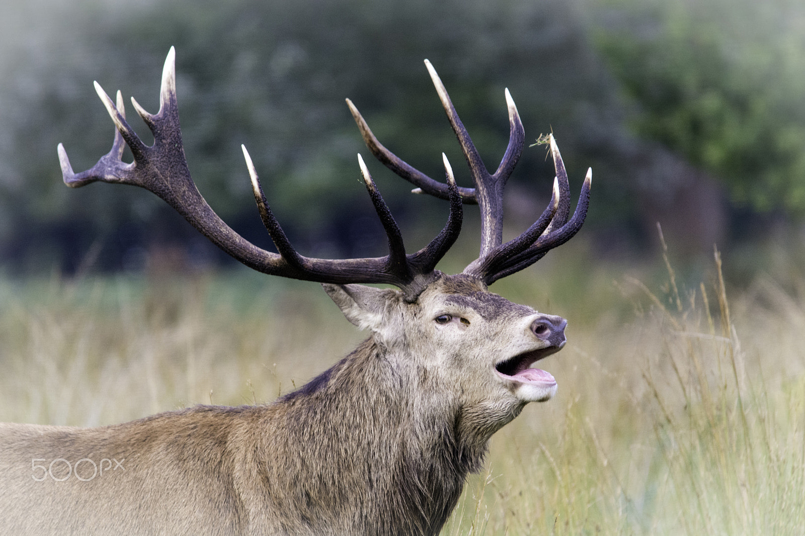 Sigma 150-500mm F5-6.3 DG OS HSM sample photo. My roar photography