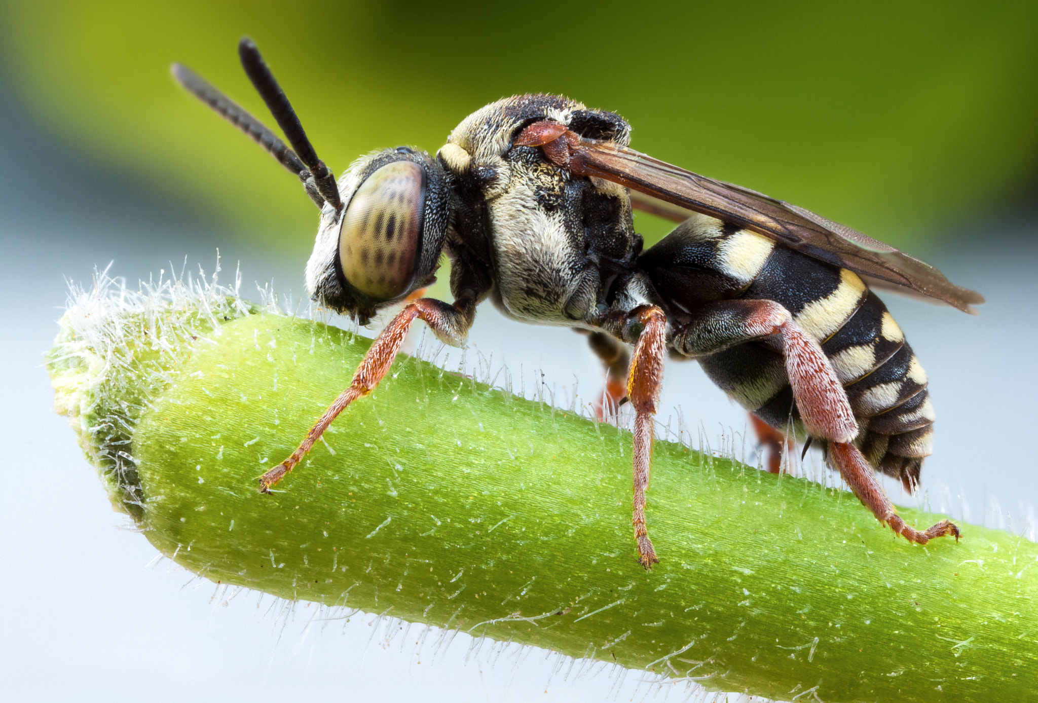 Canon MP-E 65mm F2.5 1-5x Macro Photo sample photo. ♂ red-thighed epeolus photography