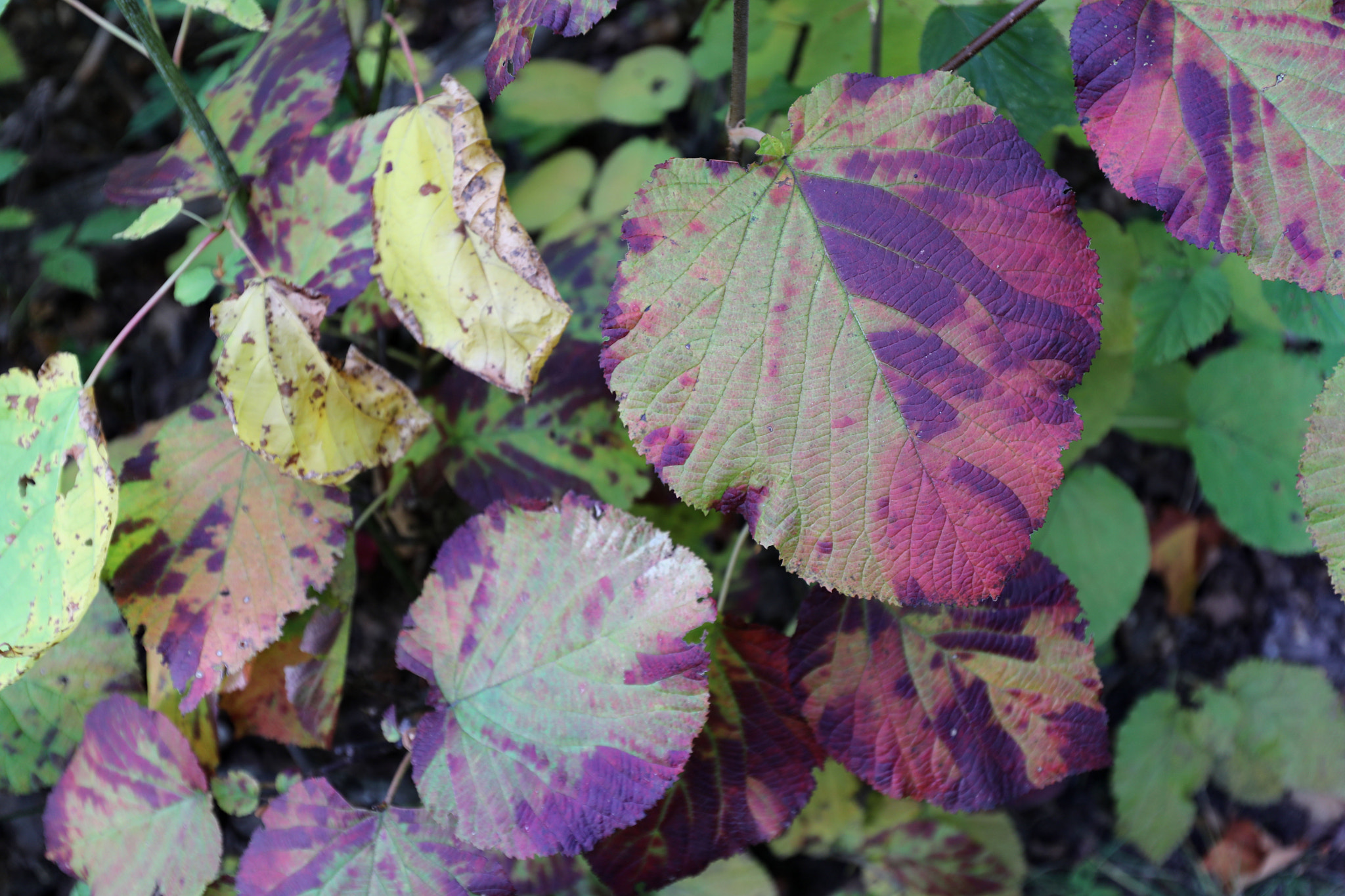 Canon EOS 5D Mark IV sample photo. Colour plant leaf photography