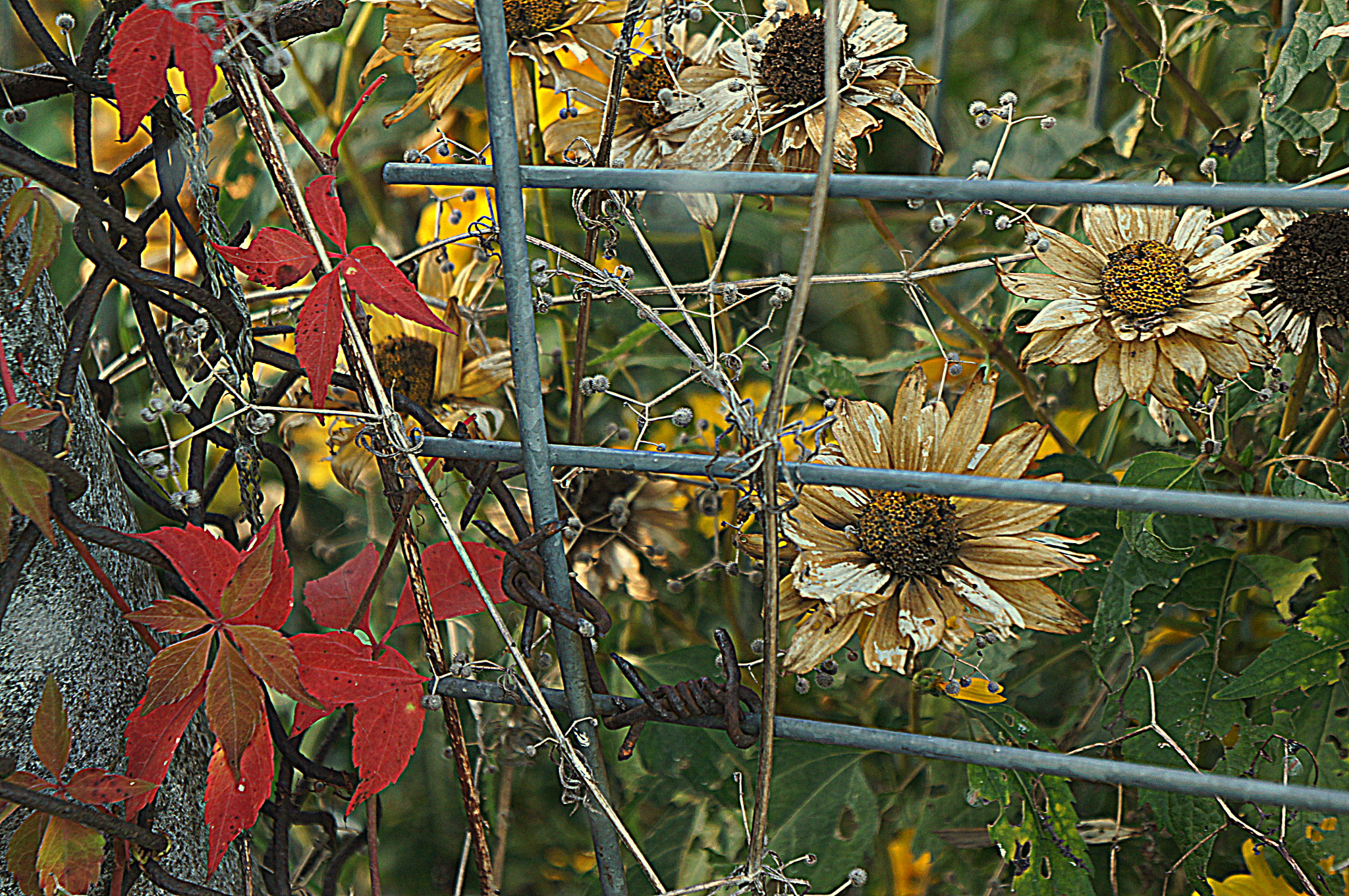 Sony Alpha NEX-C3 sample photo. Indian sommer flowers photography