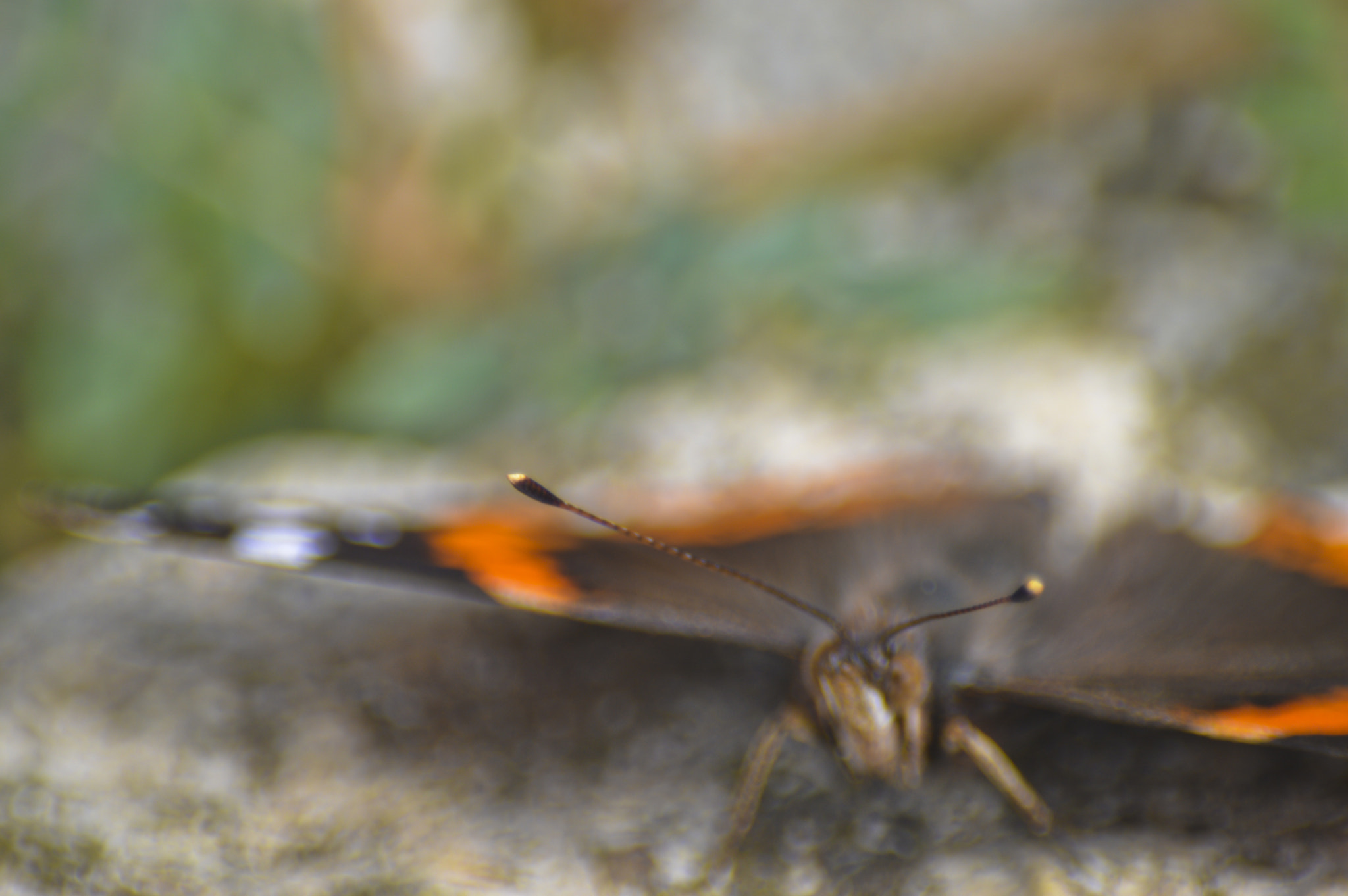 AF Nikkor 35mm f/2 + 2x sample photo. Flapflap photography