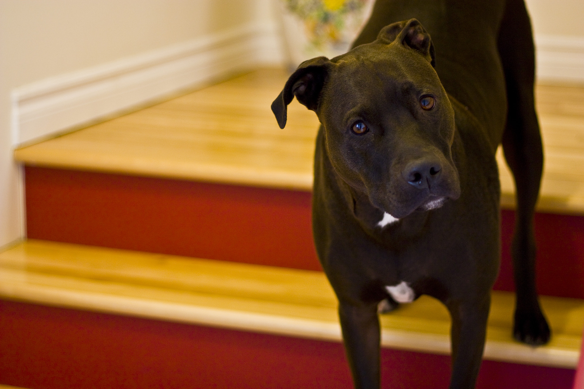 Canon EF 50mm F1.8 II sample photo. Pitbull photography