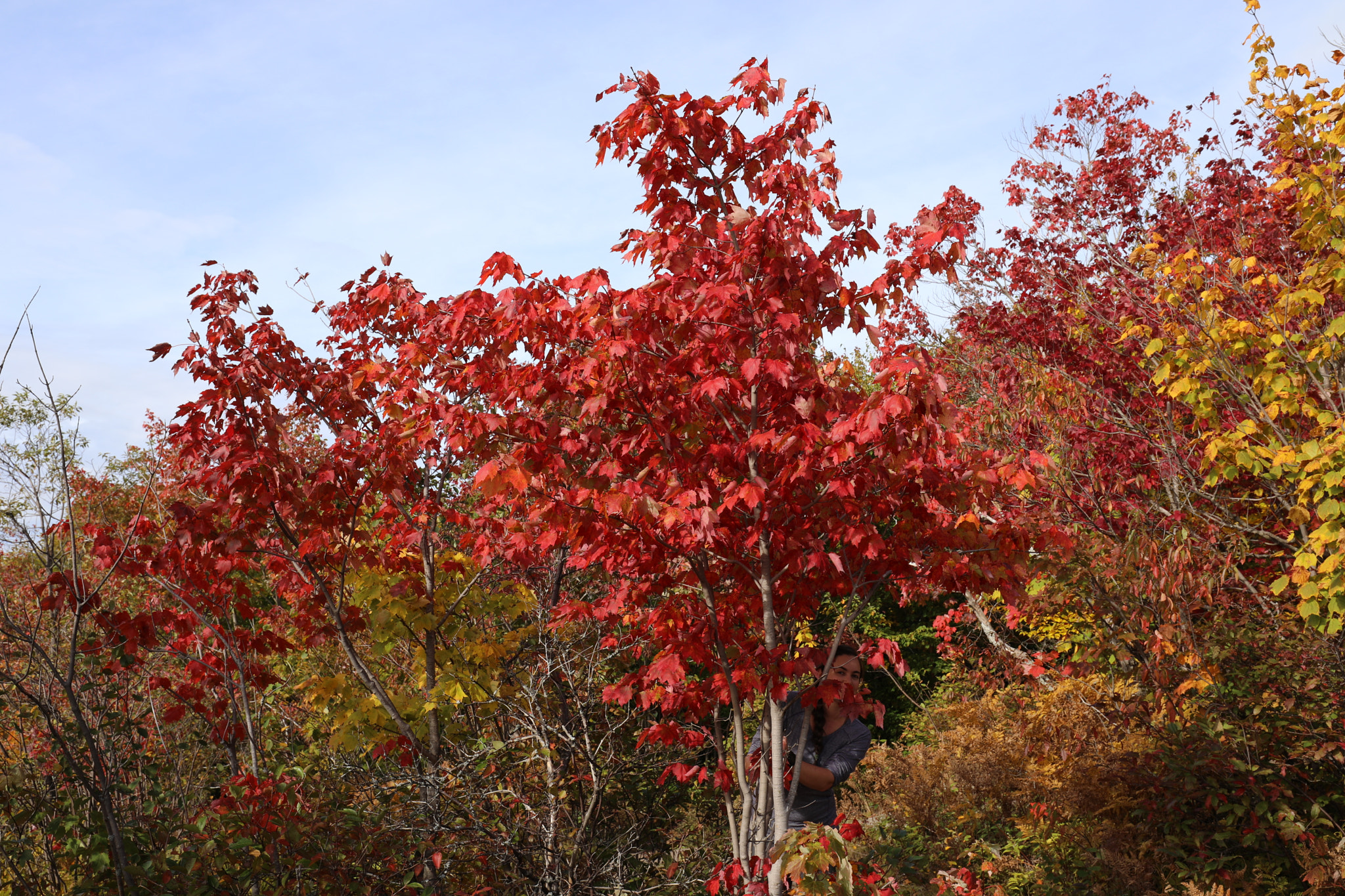 Canon EOS 5D Mark IV + Canon EF 16-35mm F4L IS USM sample photo. Red leaf maple tree photography