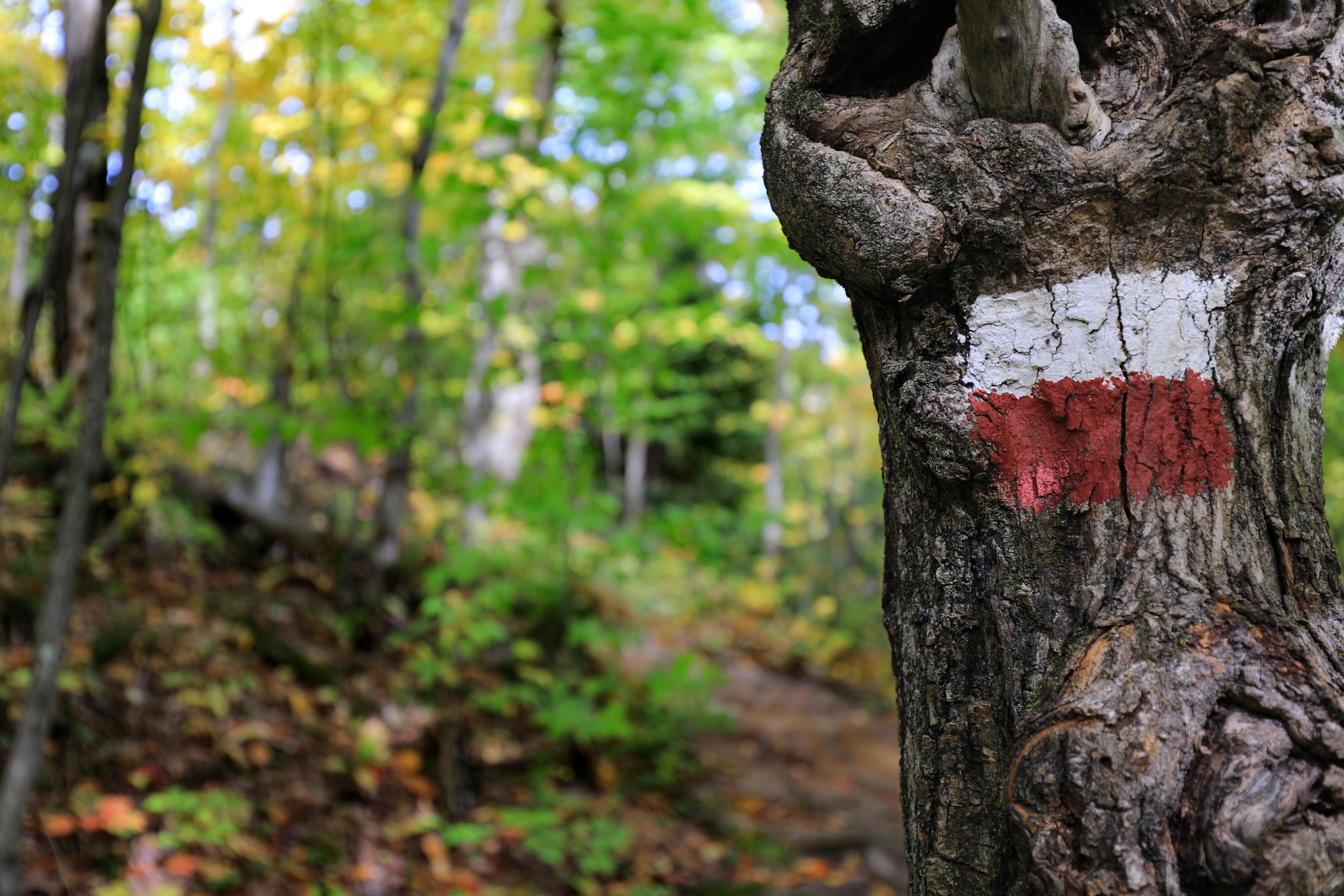 Canon EOS 5D Mark IV + Canon EF 16-35mm F4L IS USM sample photo. Trail marker fall photography