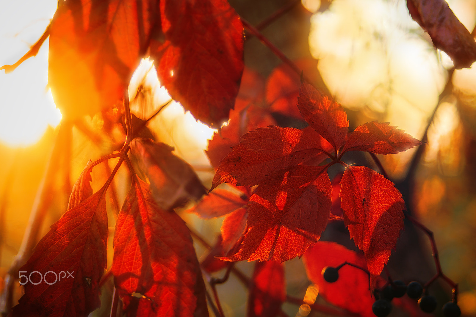 Sony SLT-A77 sample photo. Autumn photography