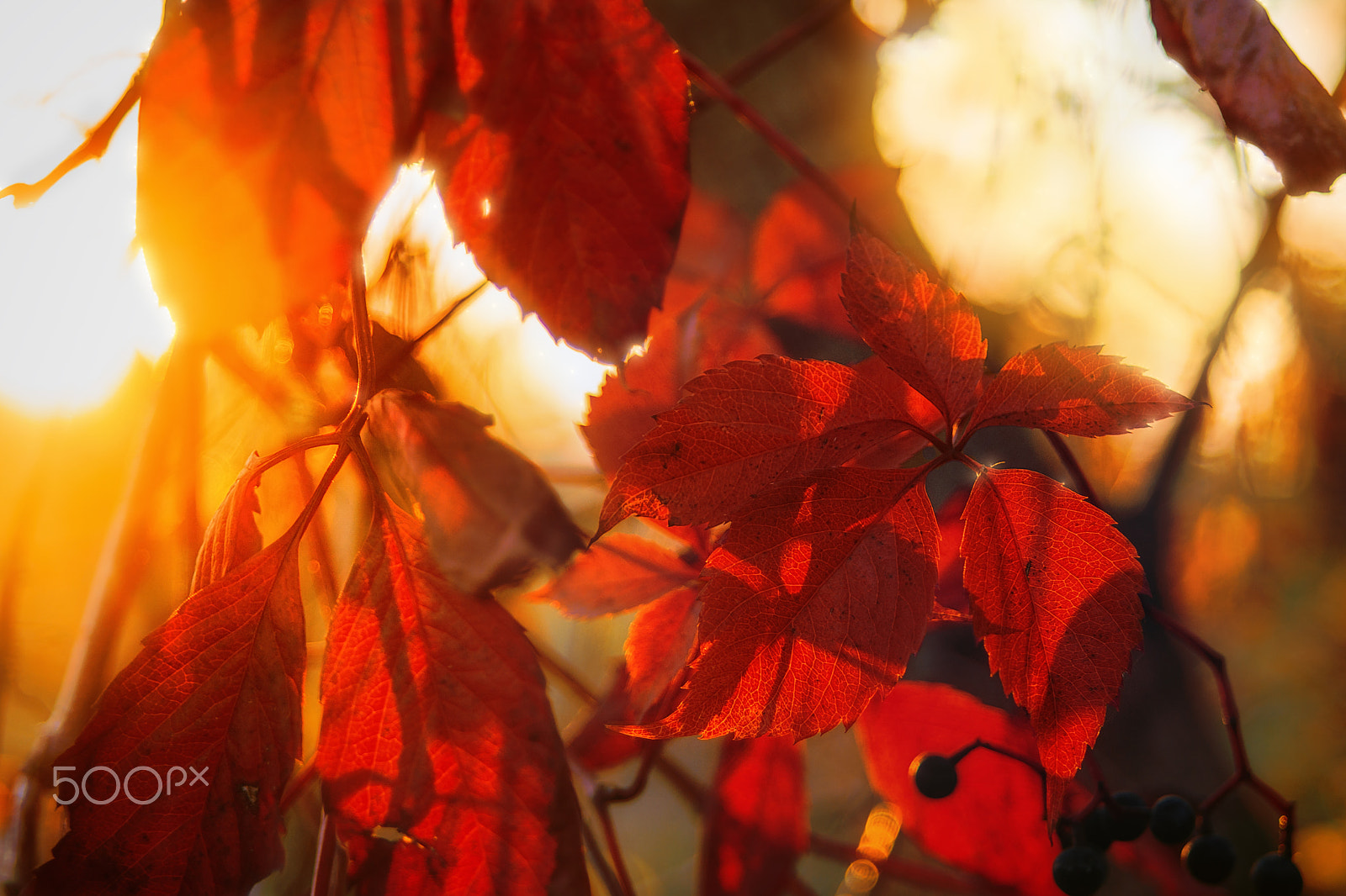 35-70mm F4 sample photo. Autumn photography