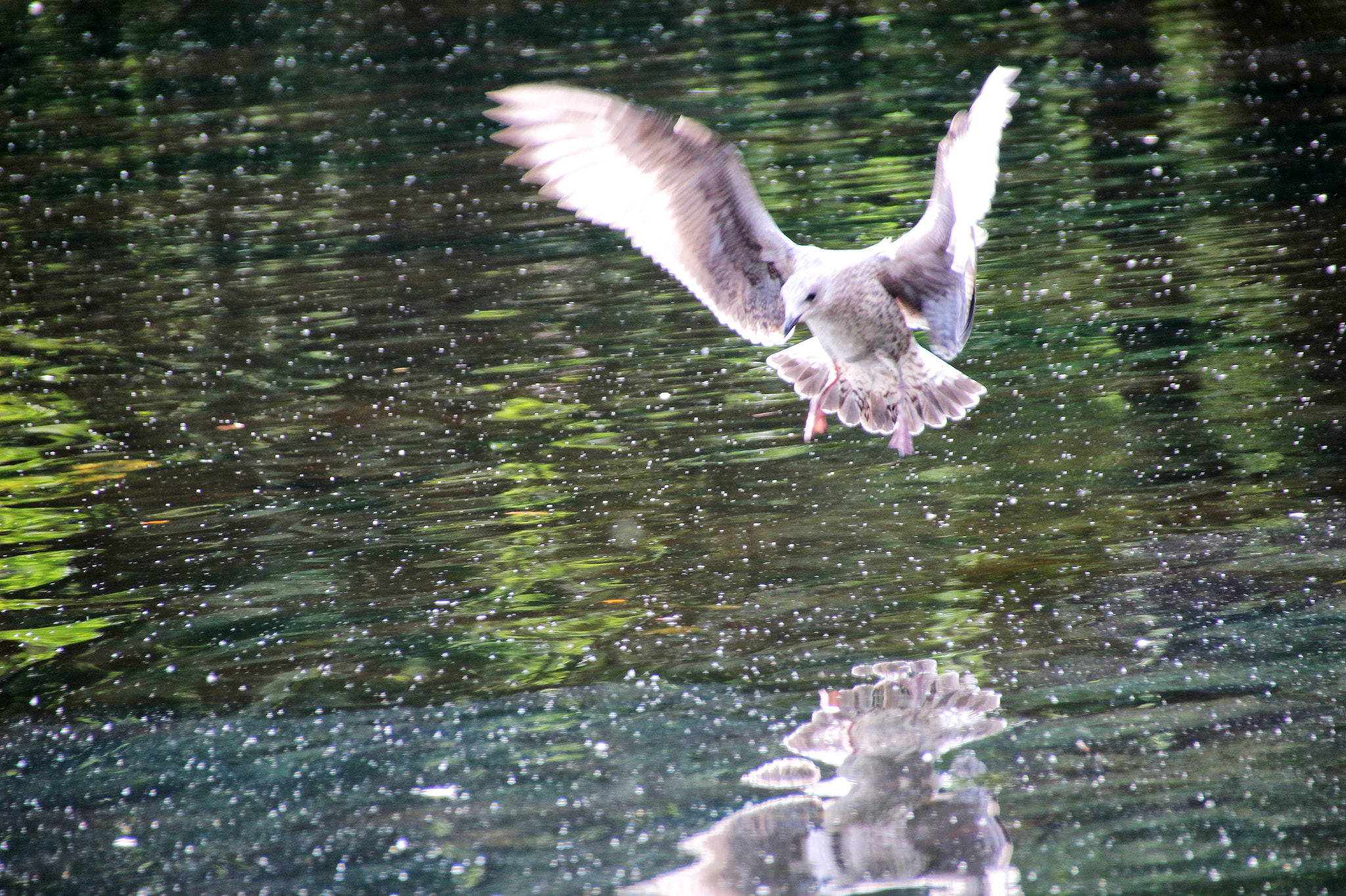 Sigma 18-250mm F3.5-6.3 DC OS HSM sample photo. Landing photography