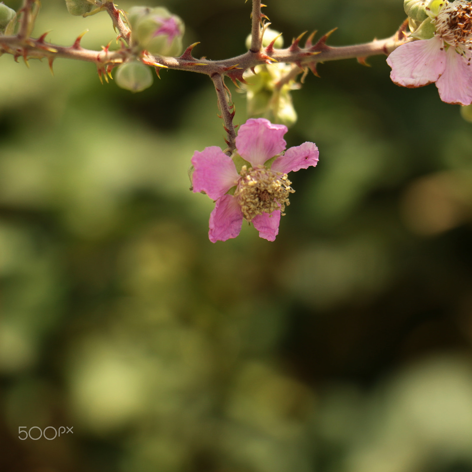 Canon EF 24-85mm F3.5-4.5 USM sample photo. *** ! *** photography